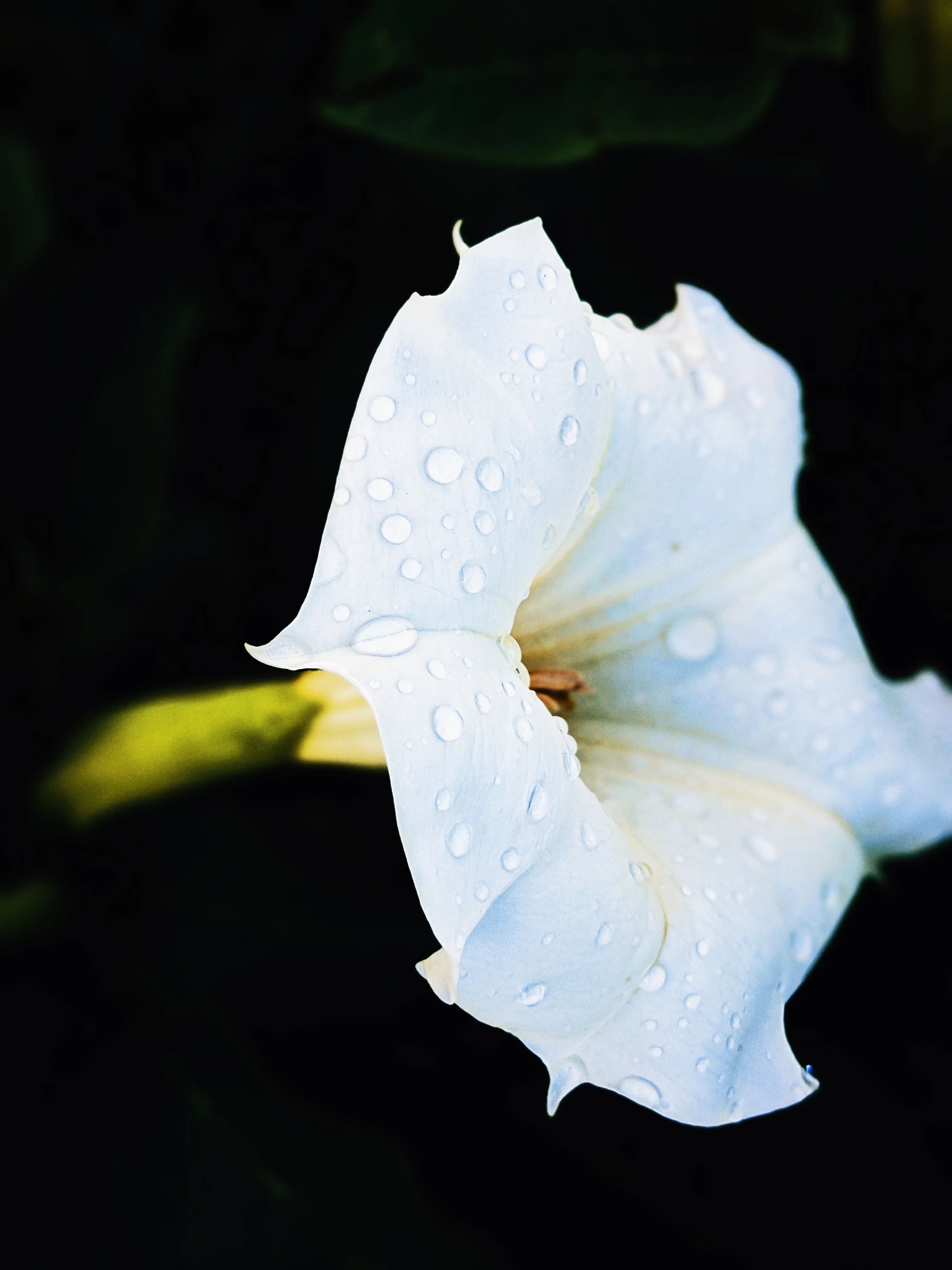 27 Occult Natural Perfumes. Deluxe sampler of Wild Veil fragrances. Gift set. - Image 3