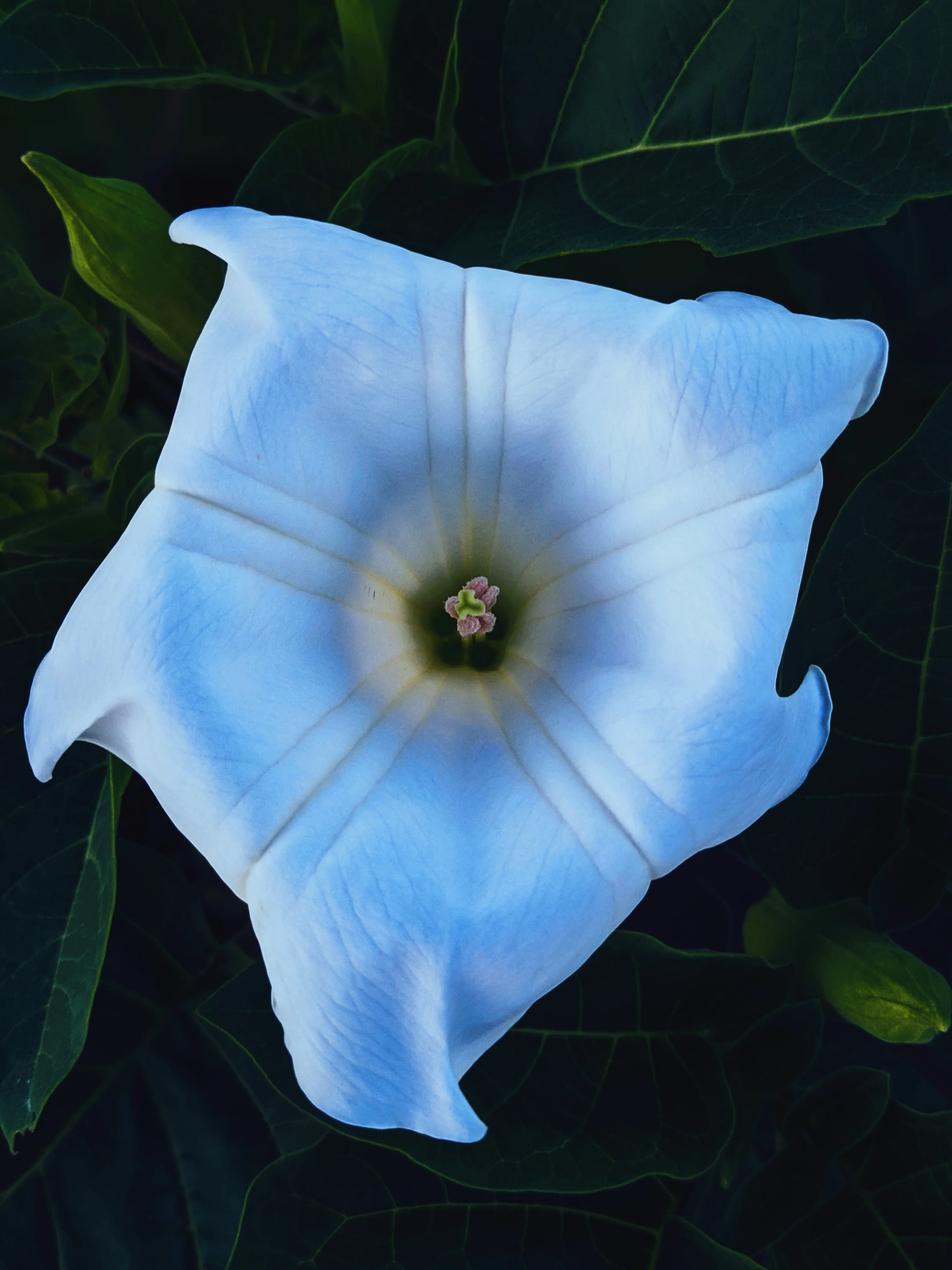 27 Occult Natural Perfumes. Deluxe sampler of Wild Veil fragrances. Gift set. - Image 4