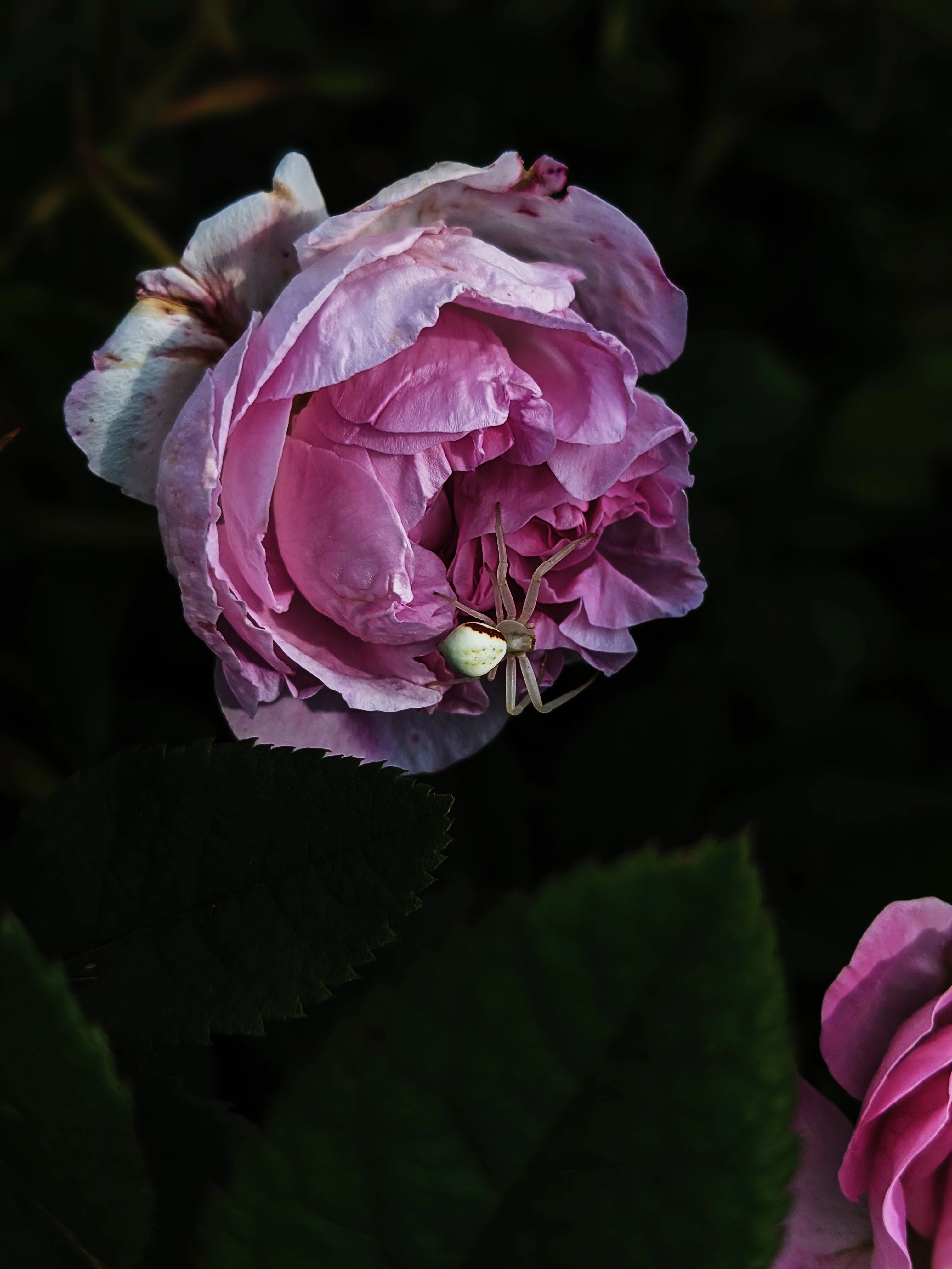 27 Occult Natural Perfumes. Deluxe sampler of Wild Veil fragrances. Gift set. - Image 5