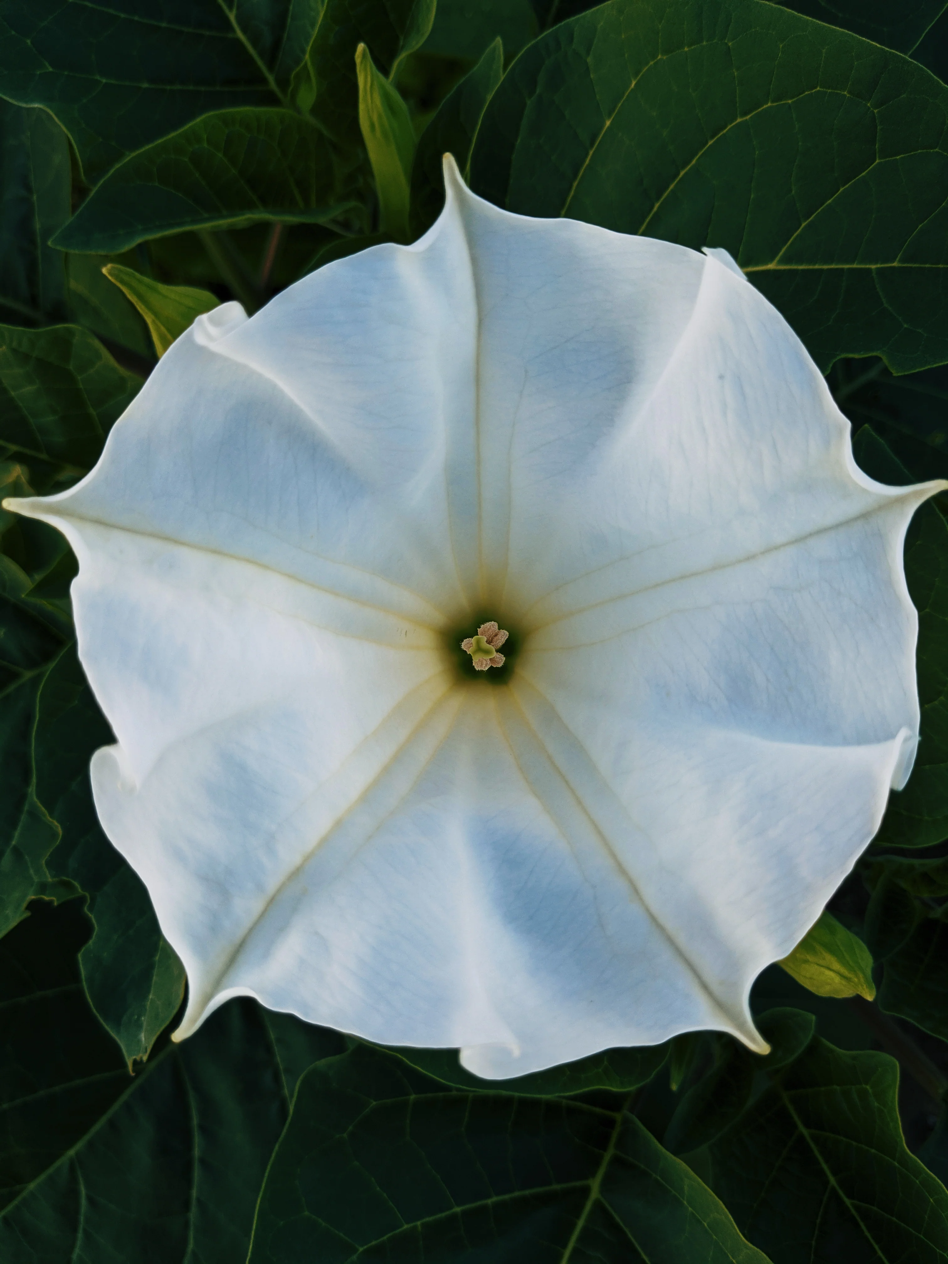 27 Occult Natural Perfumes. Deluxe sampler of Wild Veil fragrances. Gift set. - Image 6