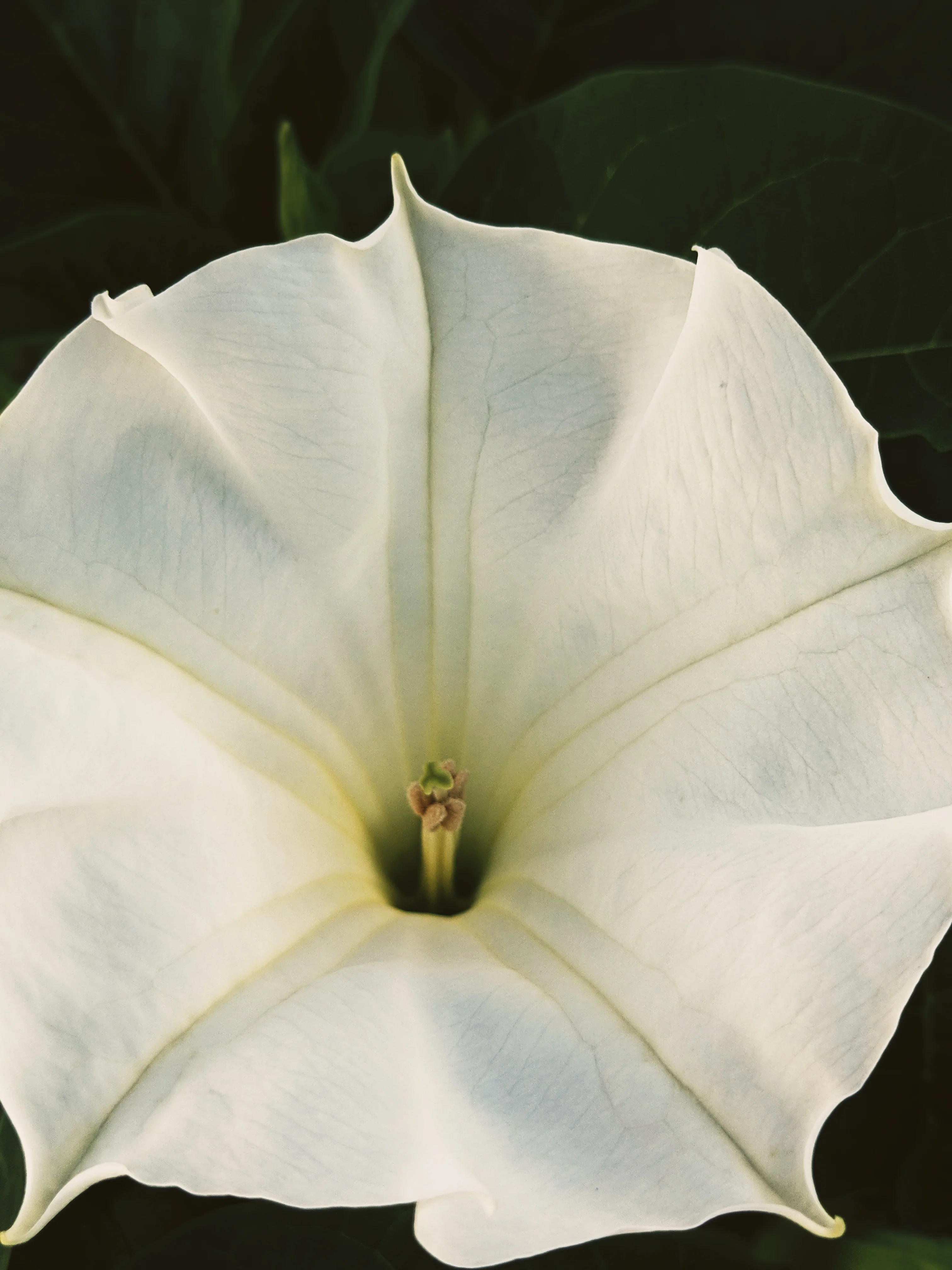 27 Occult Natural Perfumes. Deluxe sampler of Wild Veil fragrances. Gift set. - Image 7