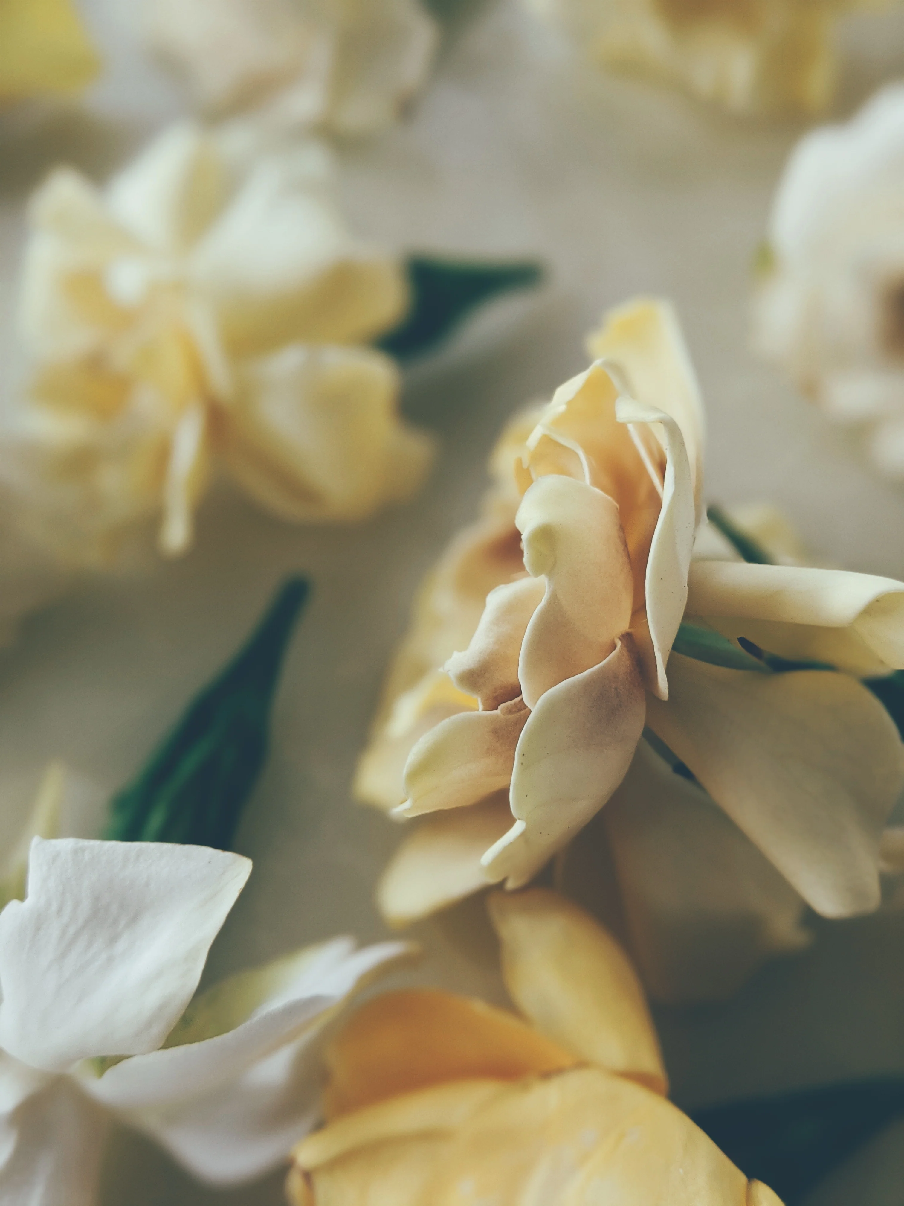 Gardenia and Aged Patchouli Enfleurage. - Image 10