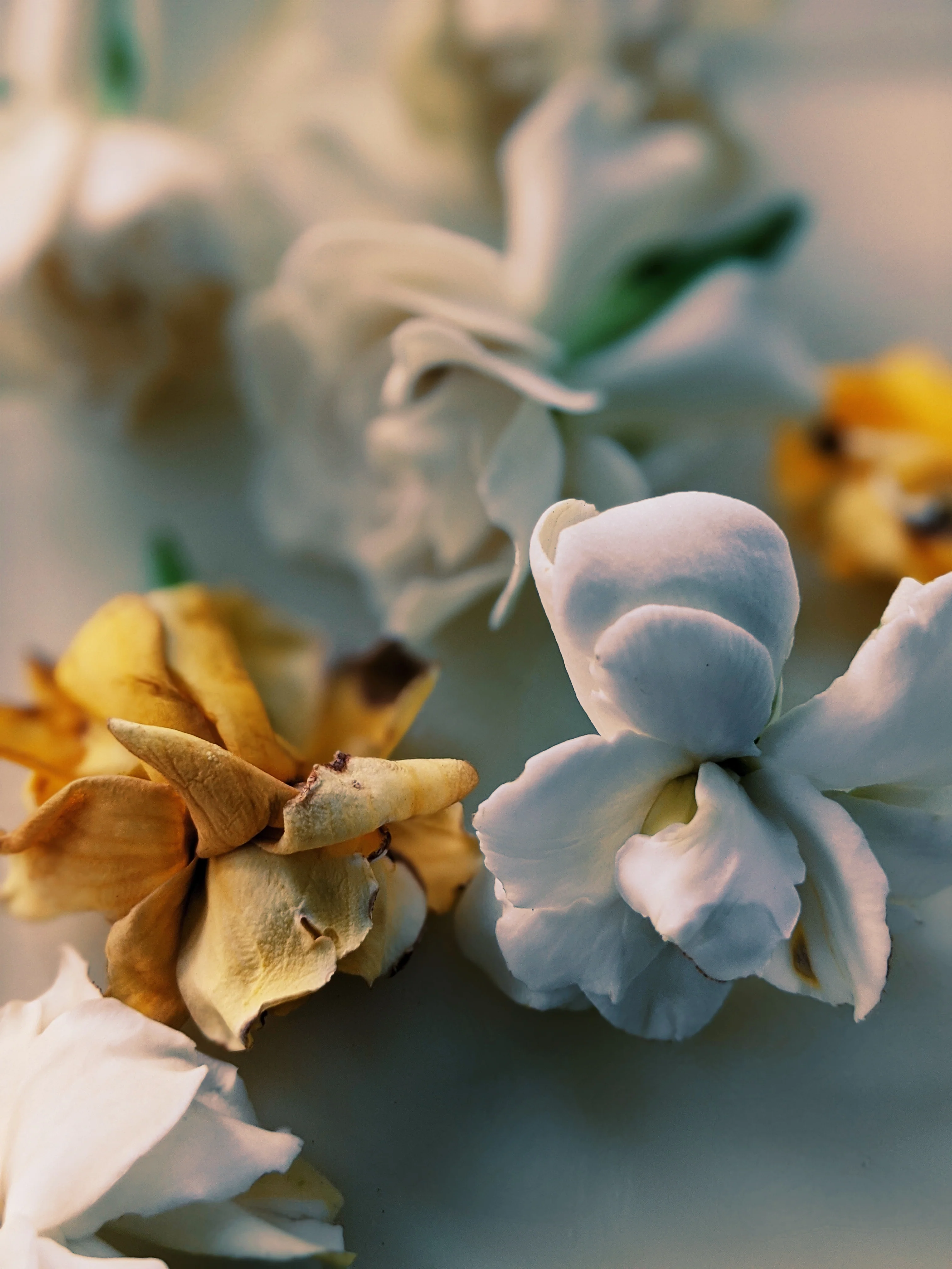 Gardenia and Aged Patchouli Enfleurage. - Image 11