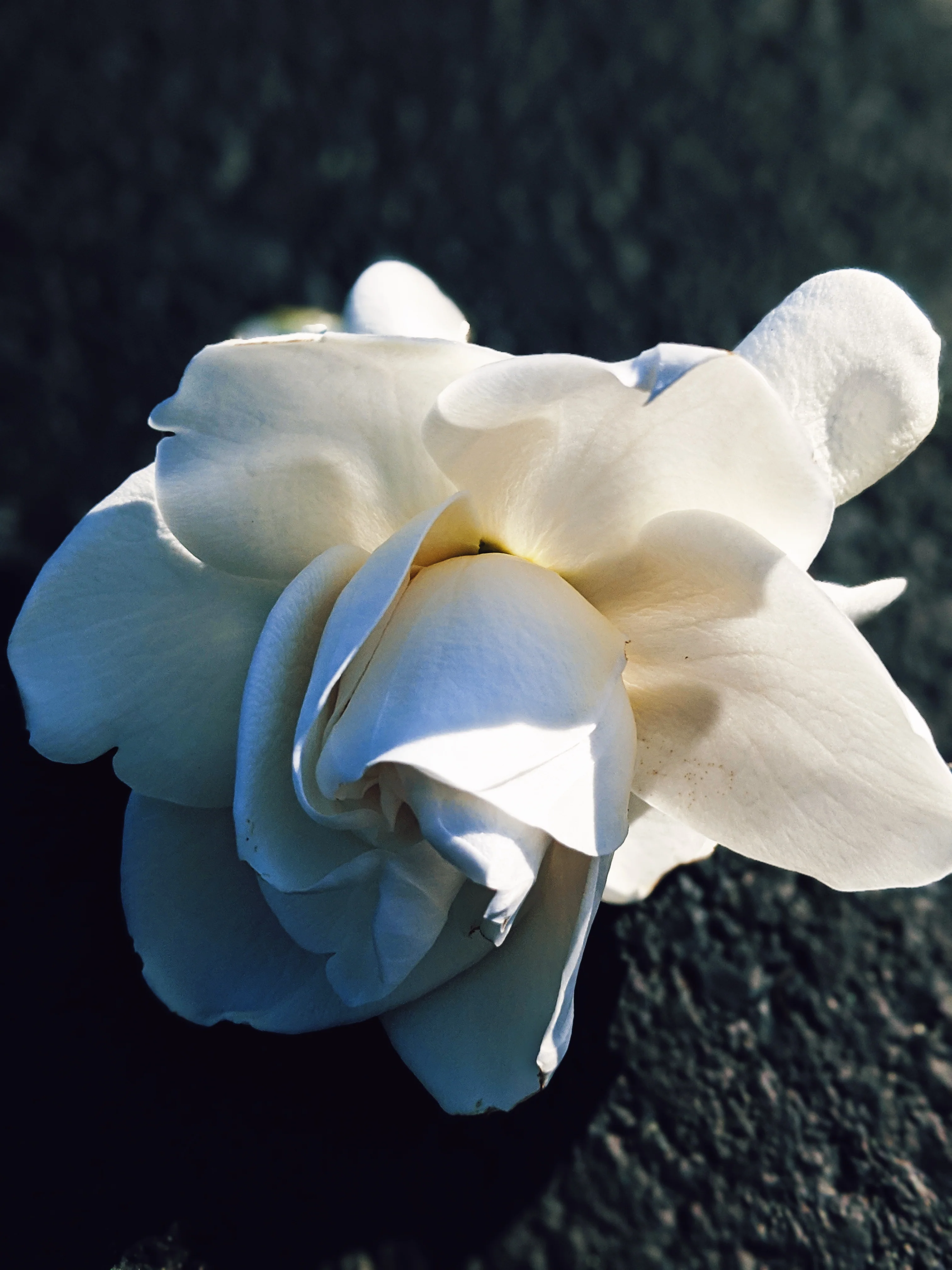 Gardenia and Aged Patchouli Enfleurage. - Image 12