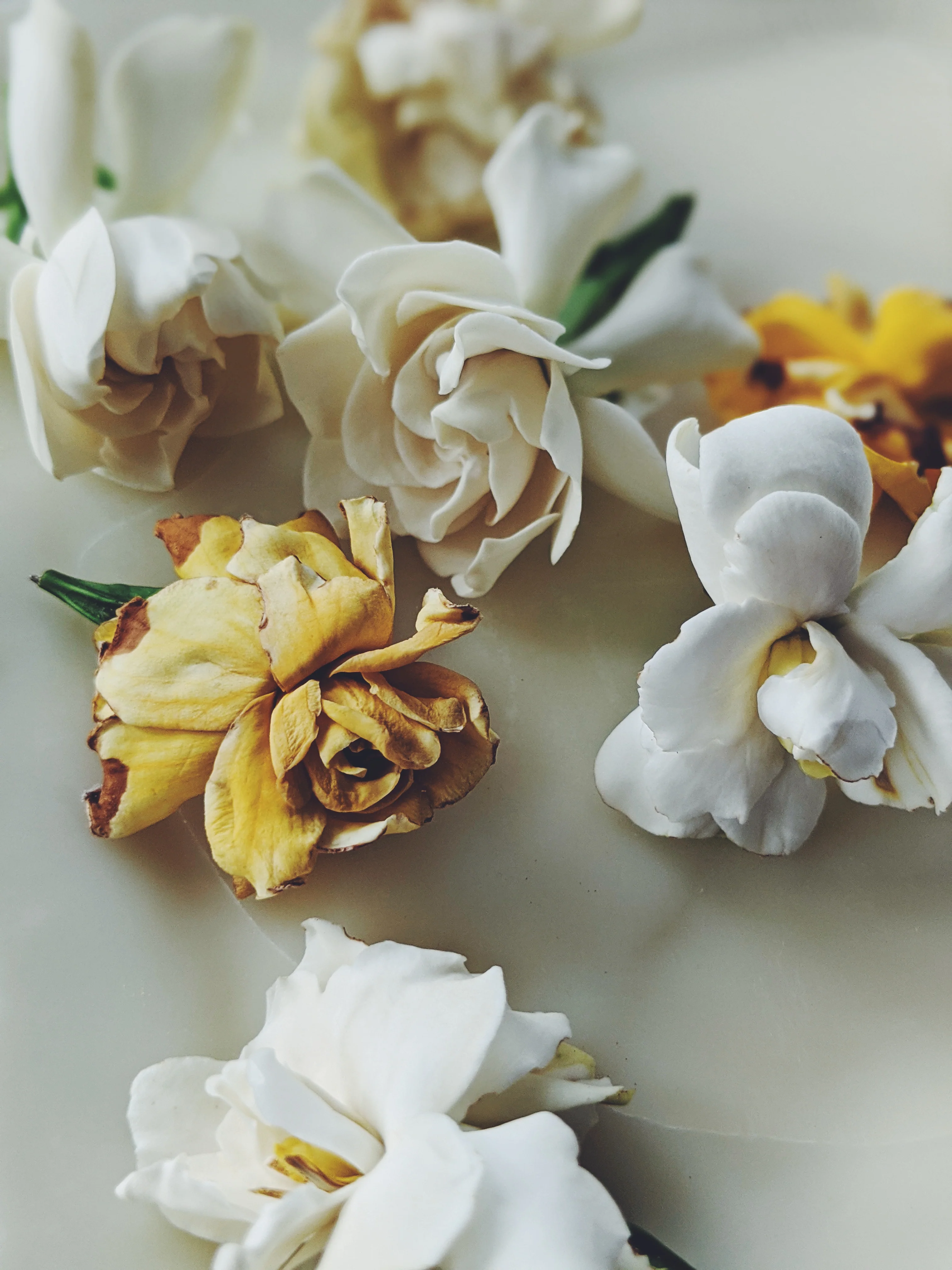 Gardenia and Aged Patchouli Enfleurage. - Image 16