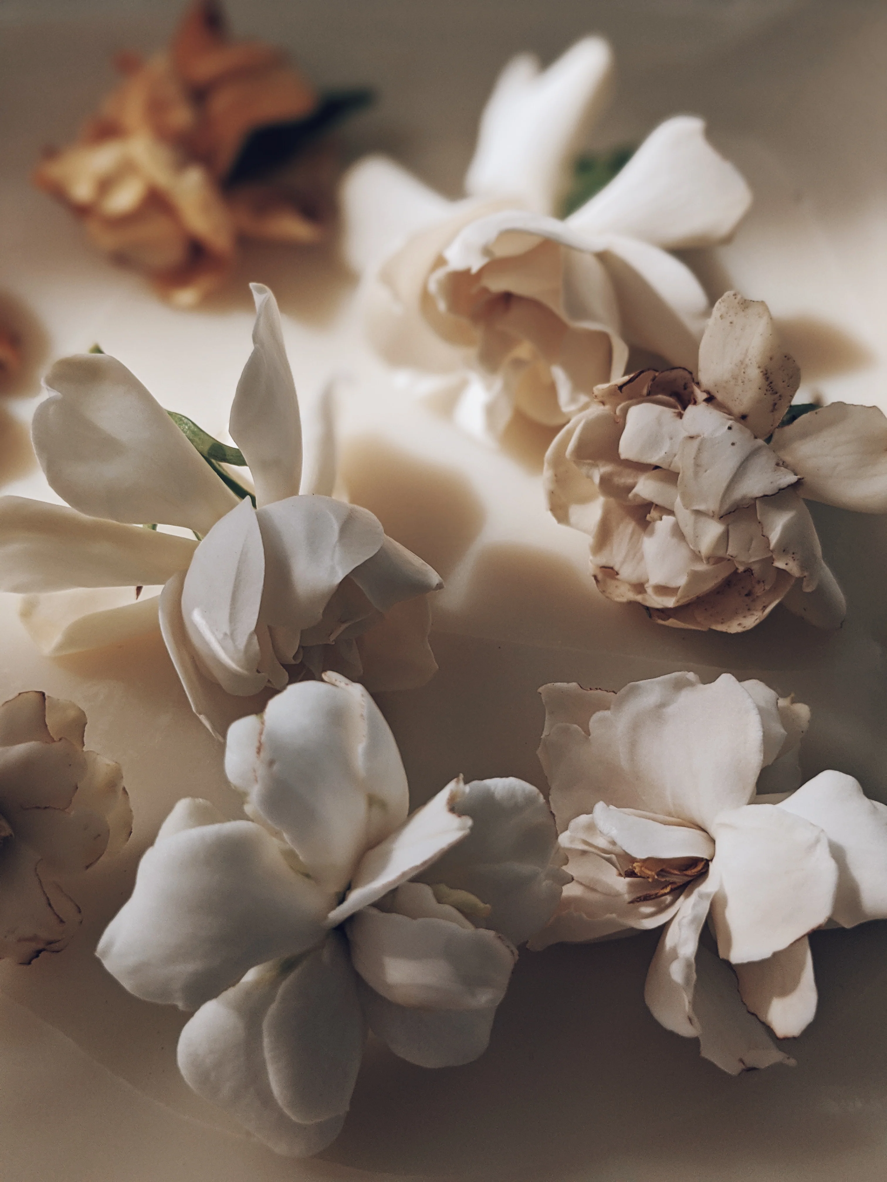 Gardenia and Aged Patchouli Enfleurage. - Image 3