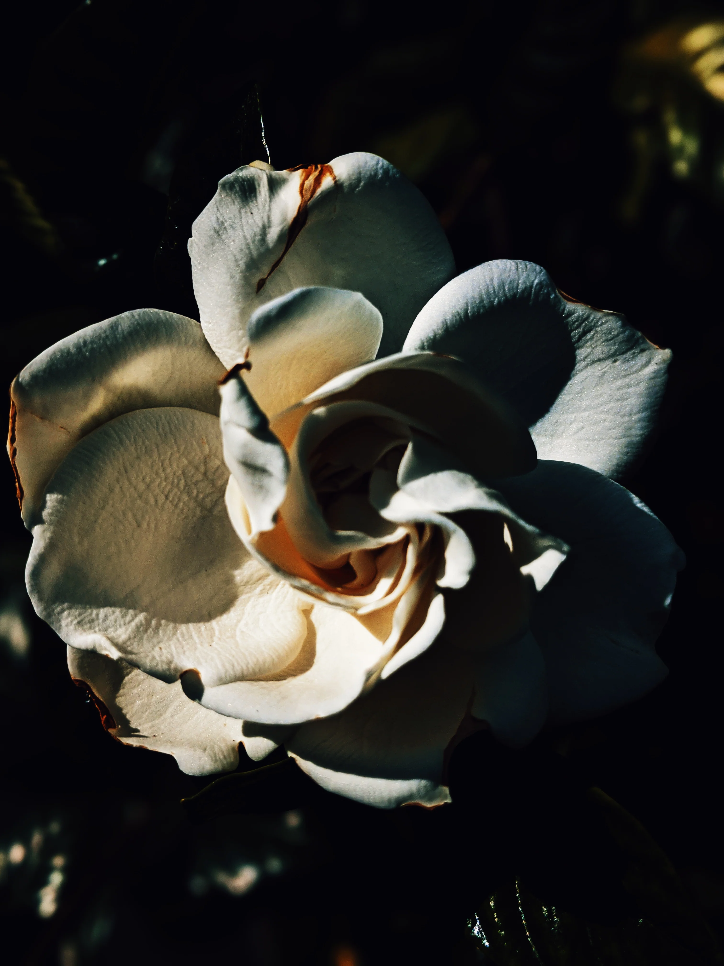 Gardenia and Aged Patchouli Enfleurage. - Image 5