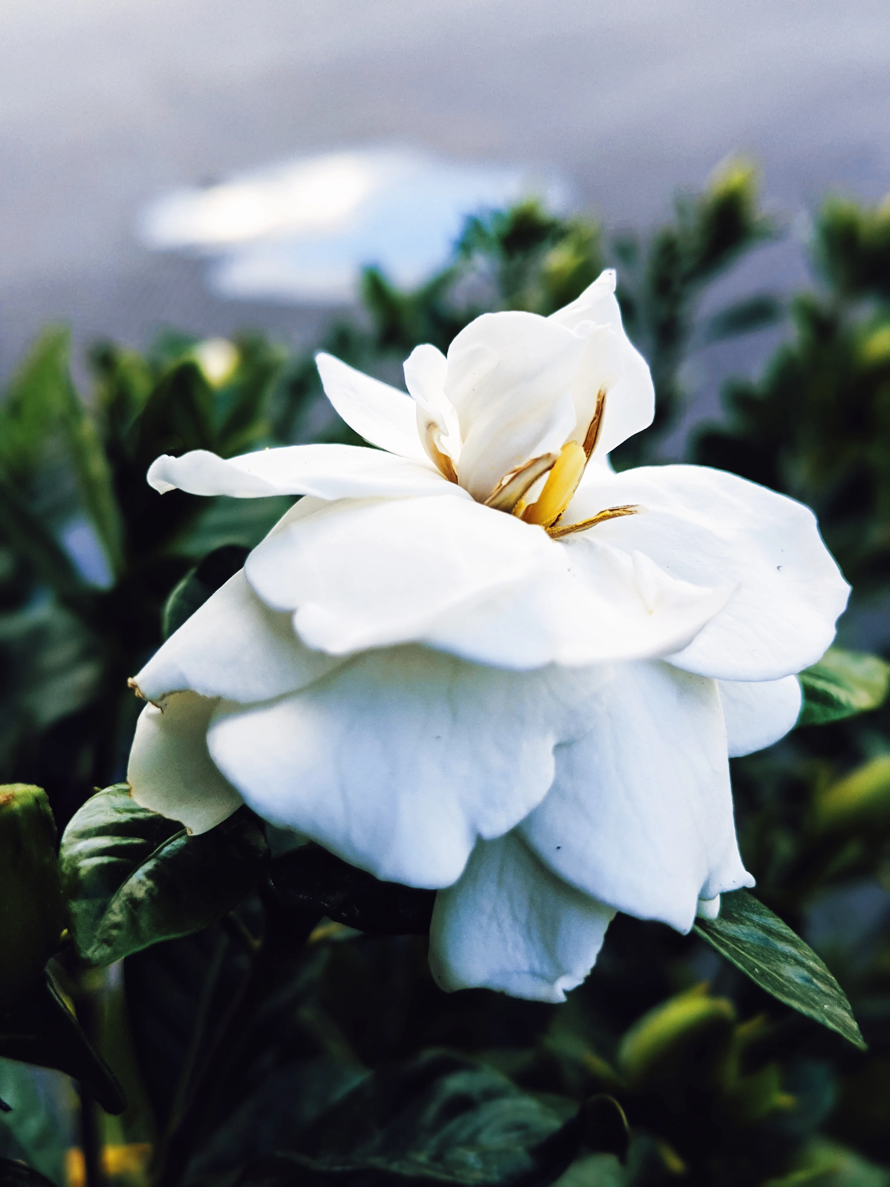 Gardenia and Aged Patchouli Enfleurage. - Image 6