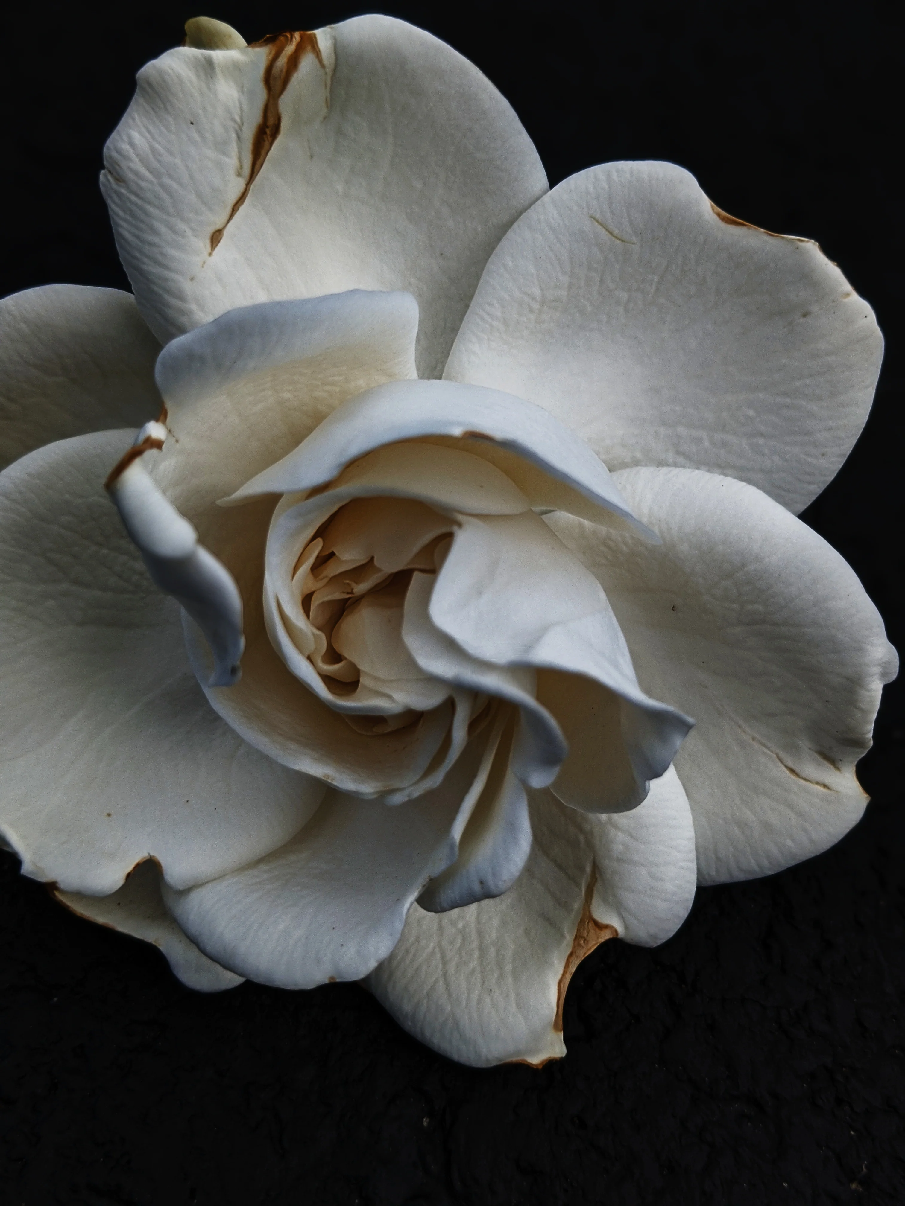 Gardenia and Aged Patchouli Enfleurage. - Image 8