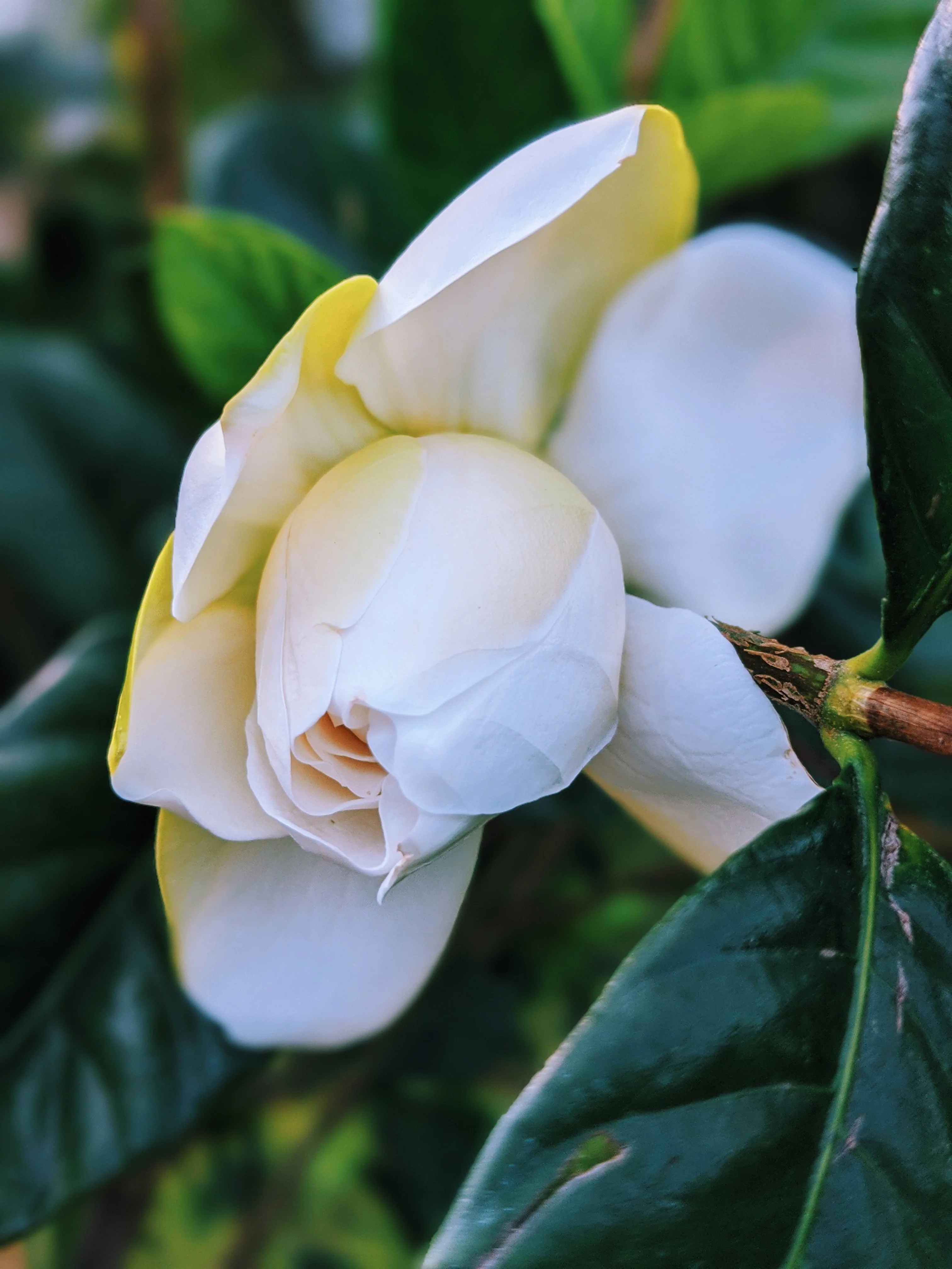 Gardenia and Aged Patchouli Enfleurage. - Image 9