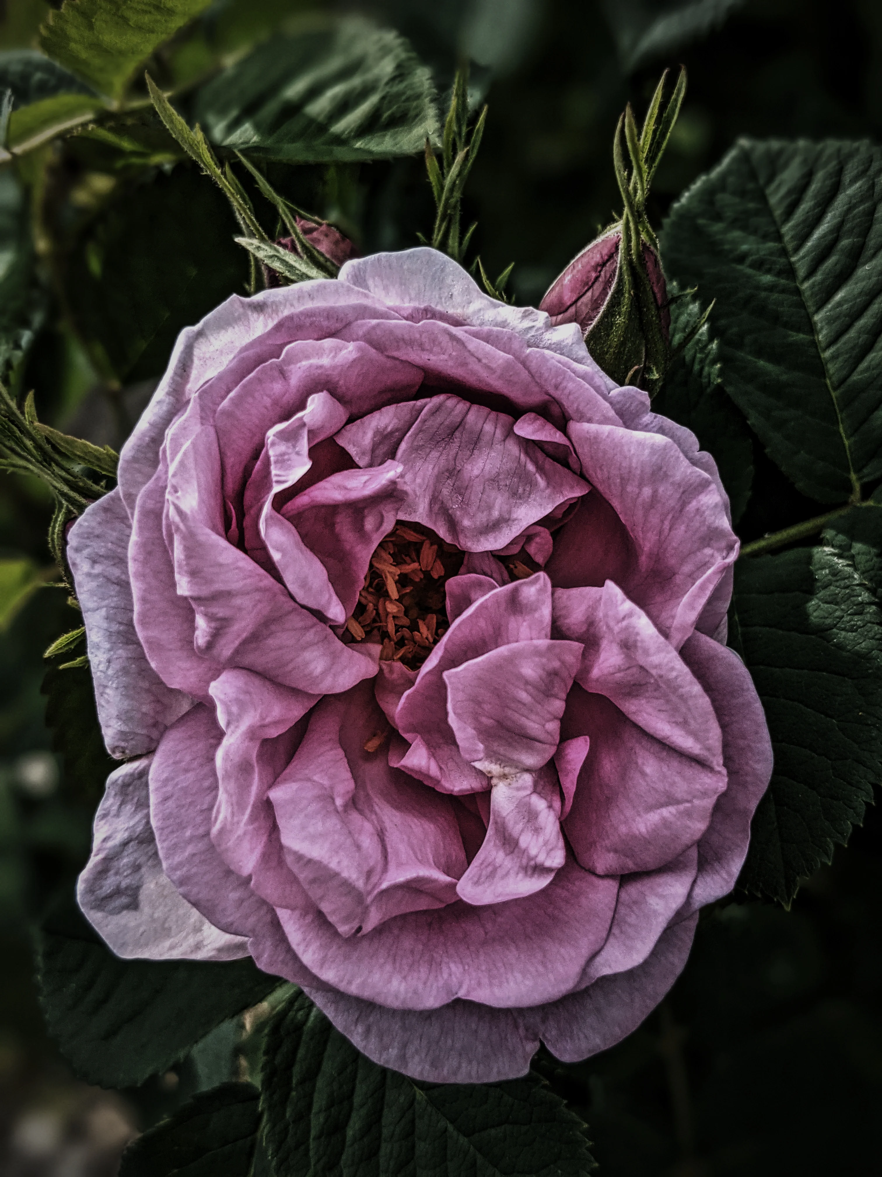 Allerleirauh. lilac enfleurage perfume with apricot, oakmoss, damask rose and white cedar. July 2023 - Image 10