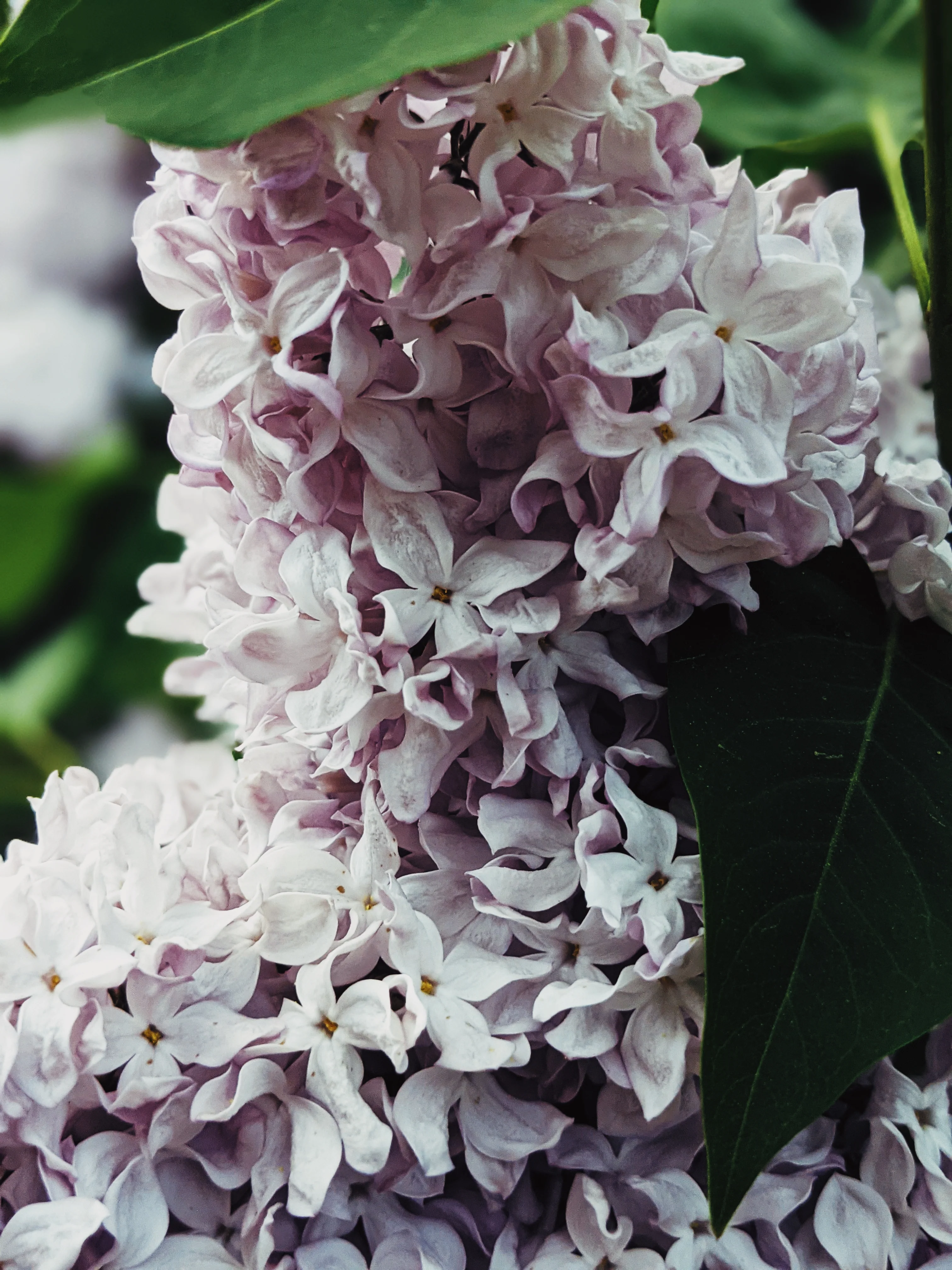 Allerleirauh. lilac enfleurage perfume with apricot, oakmoss, damask rose and white cedar. July 2023 - Image 12