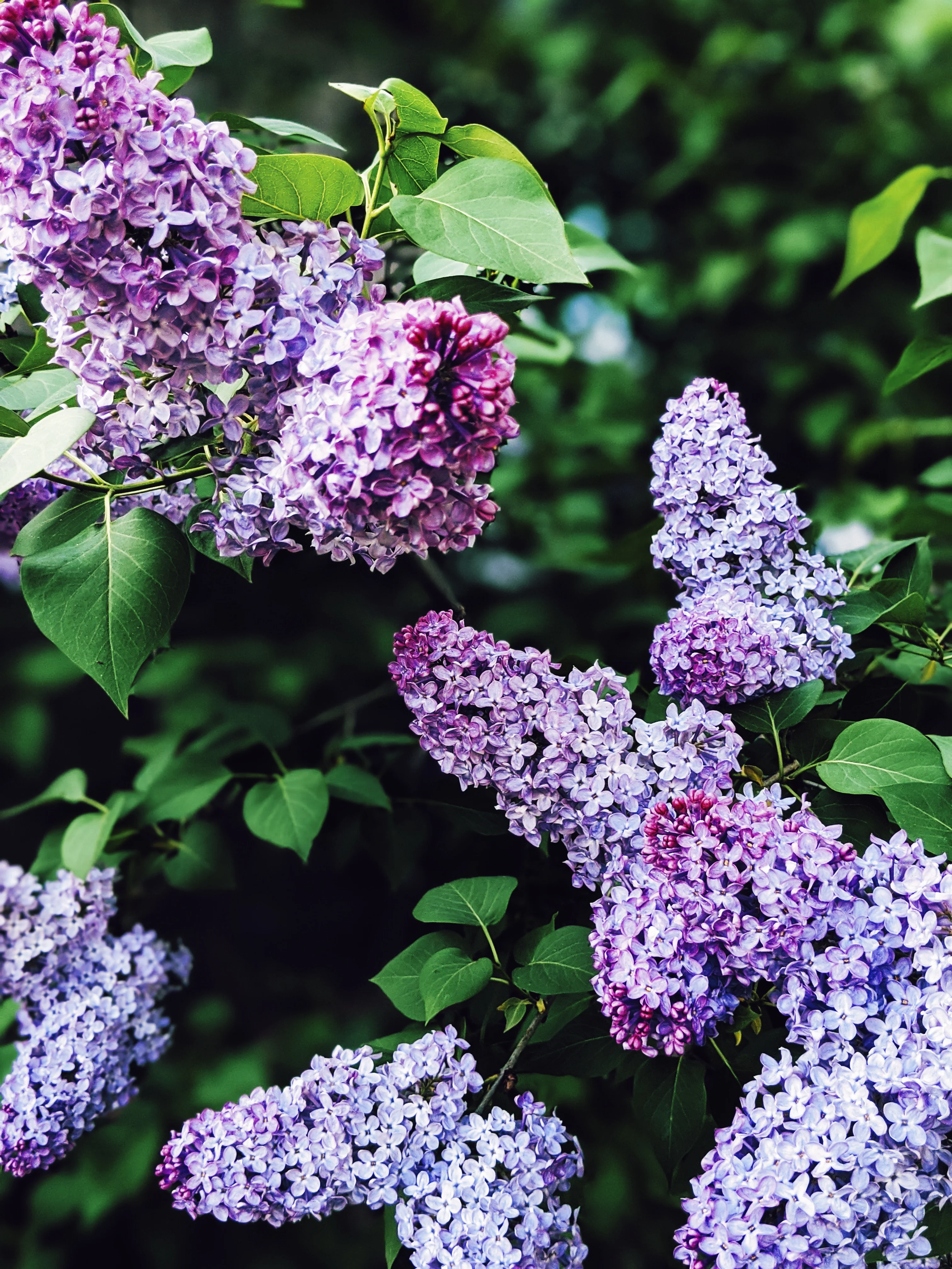 Allerleirauh. lilac enfleurage perfume with apricot, oakmoss, damask rose and white cedar. July 2023 - Image 17