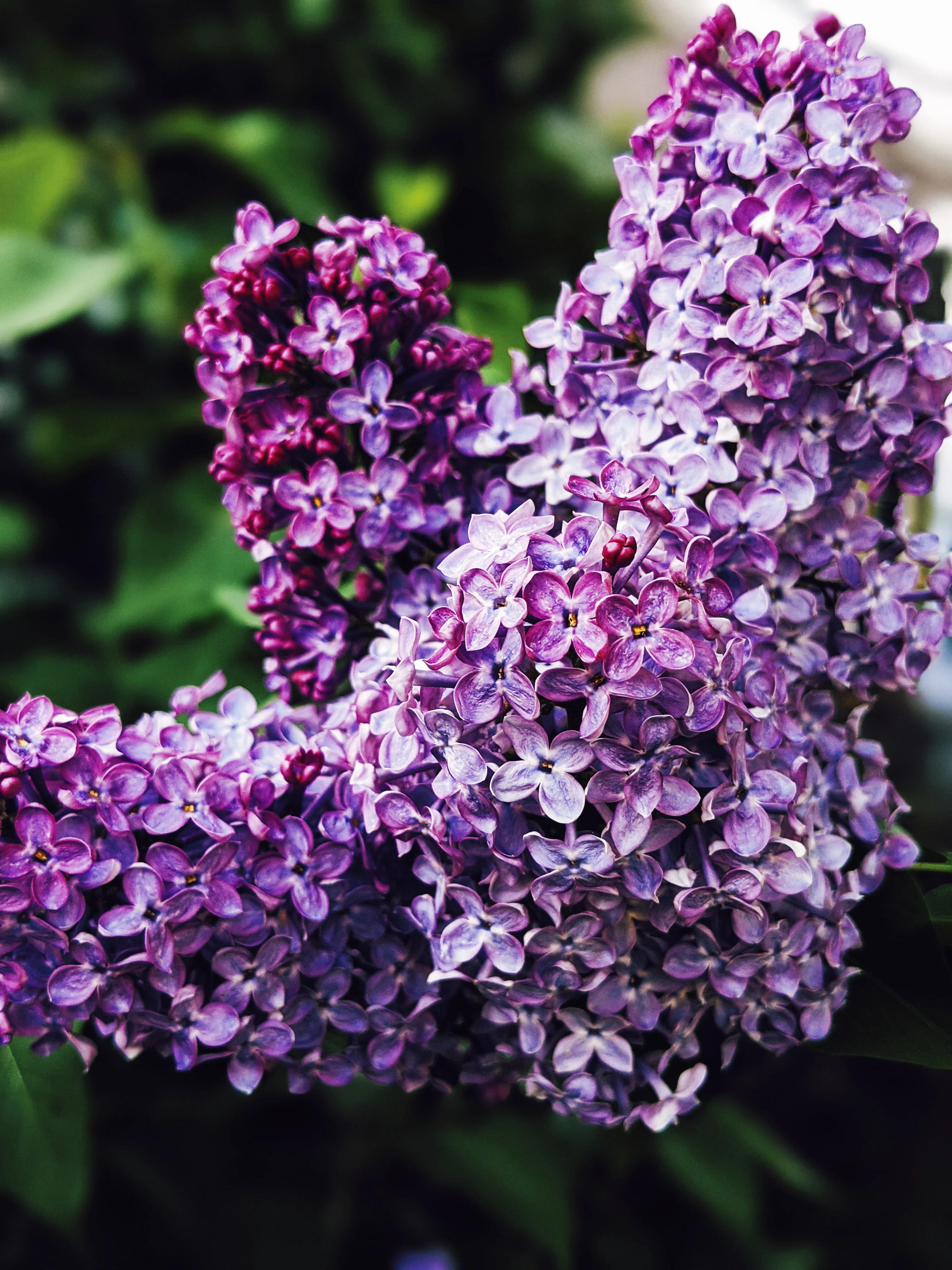 Allerleirauh. lilac enfleurage perfume with apricot, oakmoss, damask rose and white cedar. July 2023 - Image 18