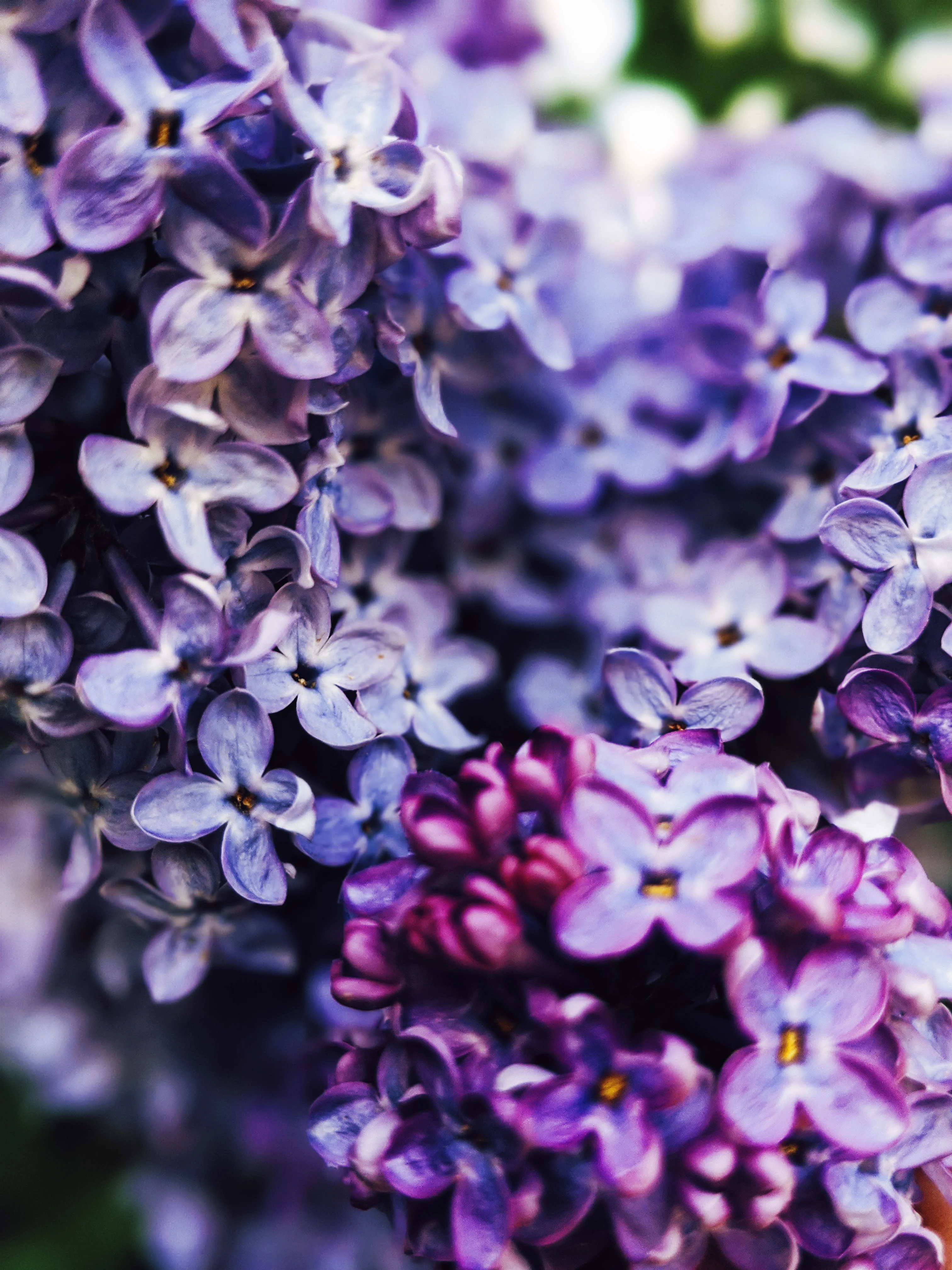 Allerleirauh. lilac enfleurage perfume with apricot, oakmoss, damask rose and white cedar. July 2023 - Image 19