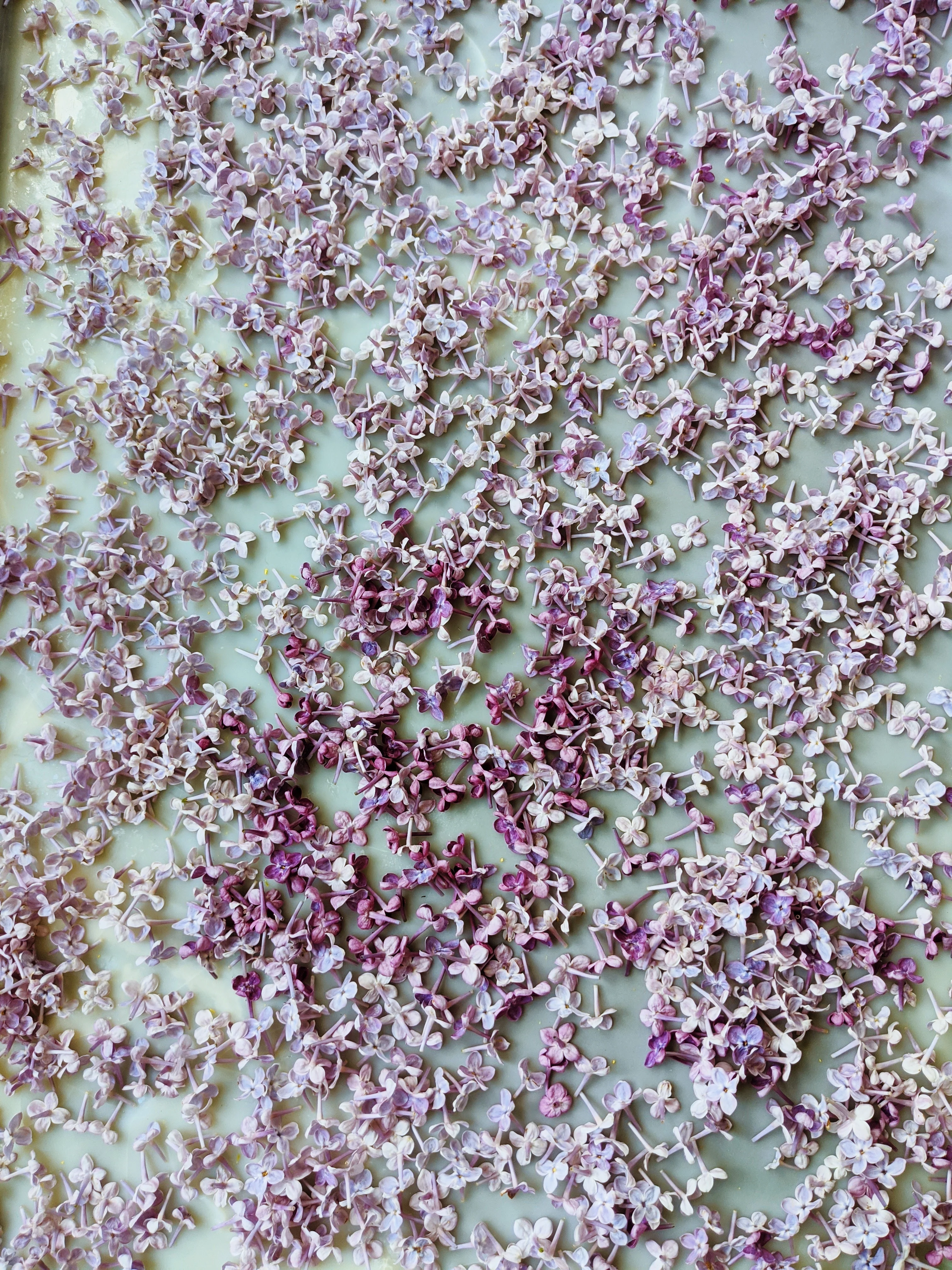 Allerleirauh. lilac enfleurage perfume with apricot, oakmoss, damask rose and white cedar. July 2023 - Image 24