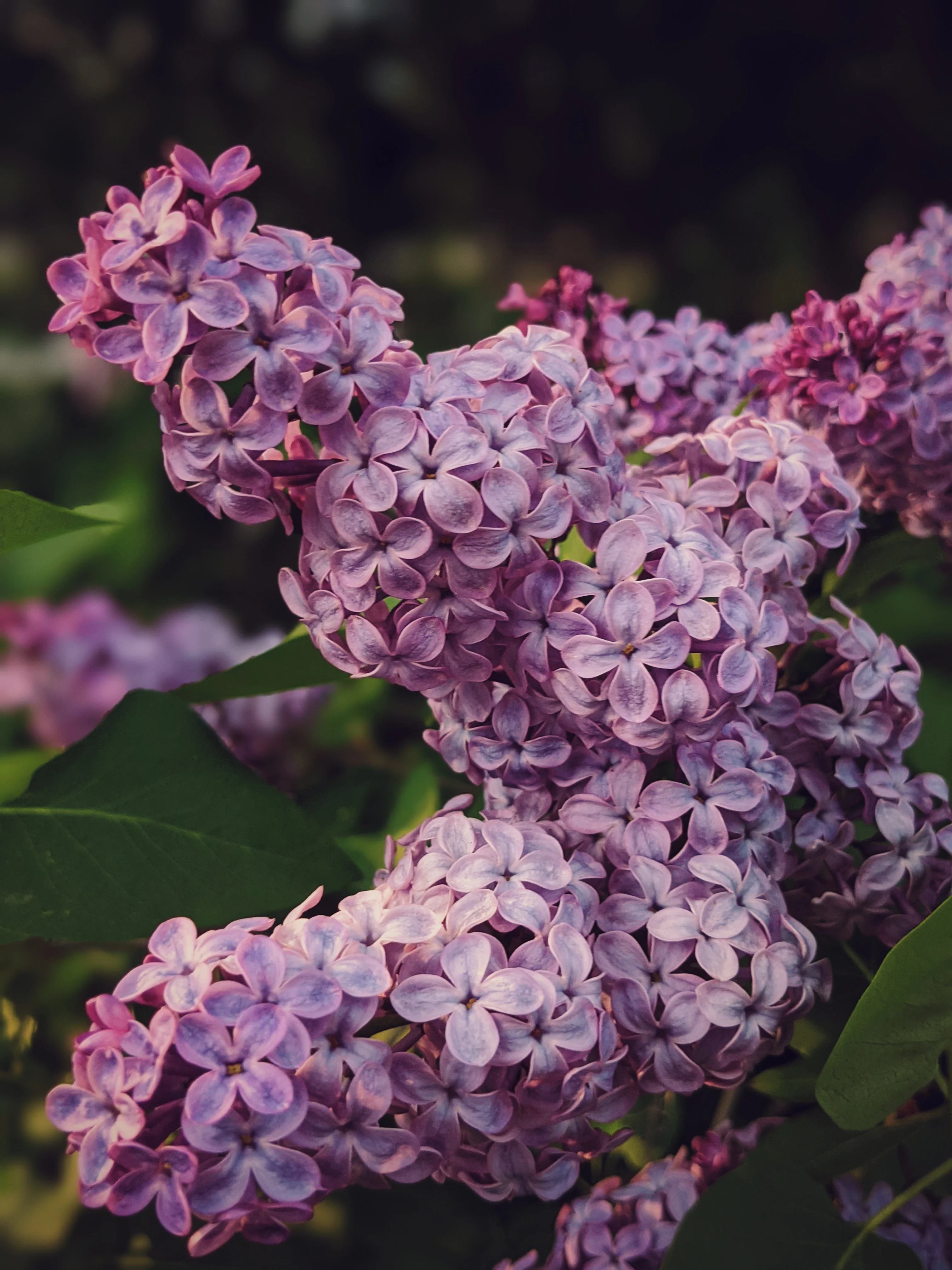 Allerleirauh. lilac enfleurage perfume with apricot, oakmoss, damask rose and white cedar. July 2023 - Image 25