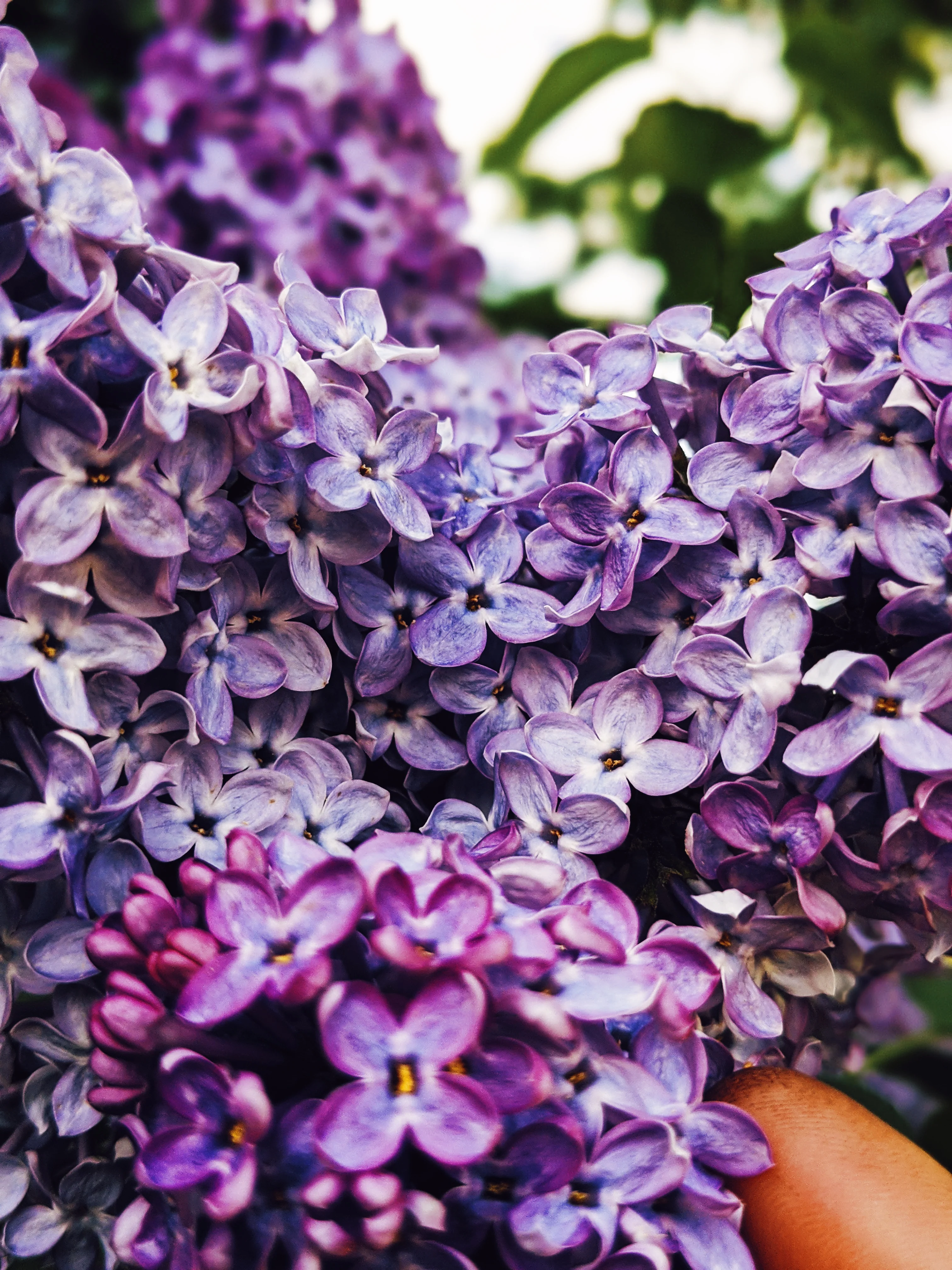 Allerleirauh. lilac enfleurage perfume with apricot, oakmoss, damask rose and white cedar. July 2023 - Image 28