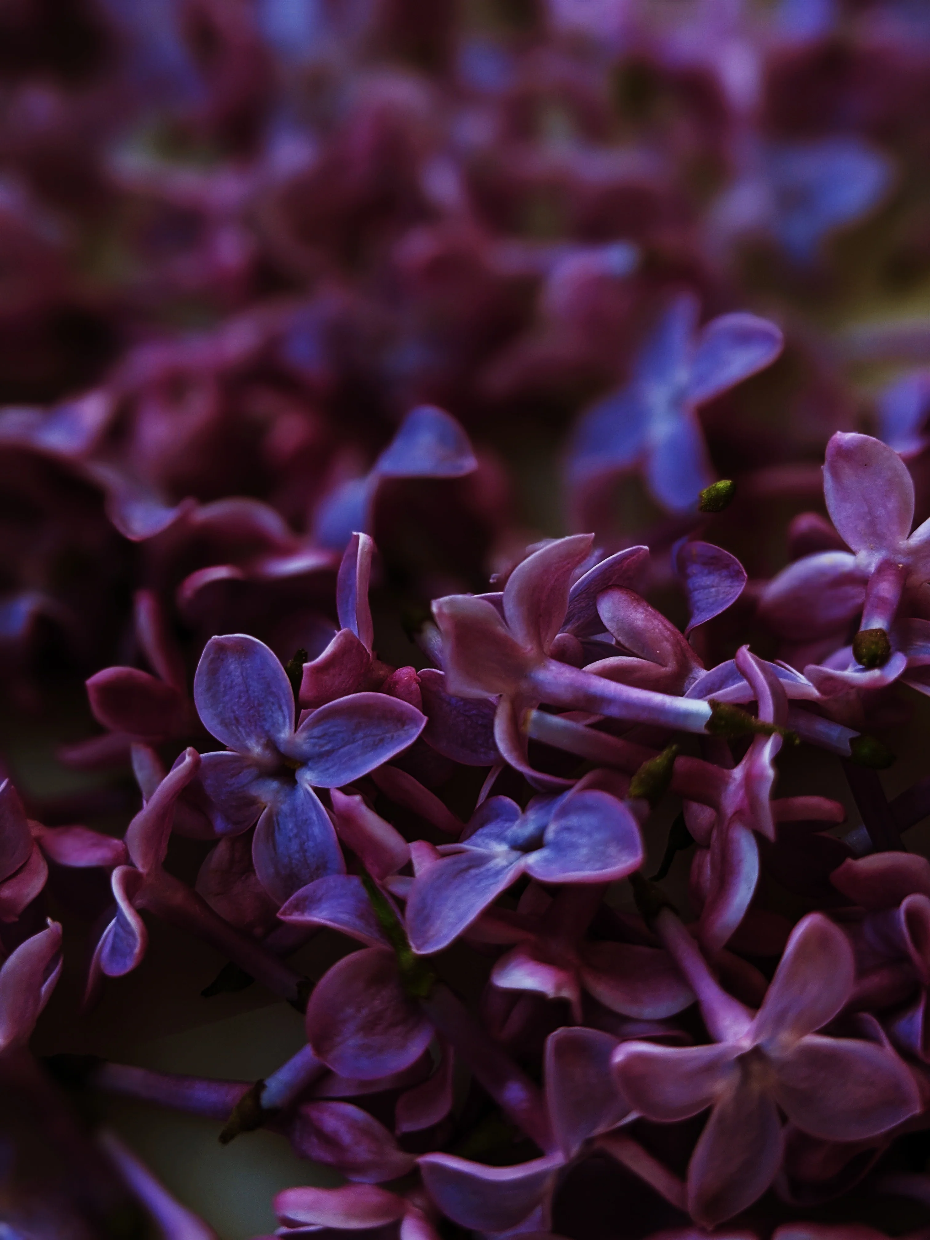 Allerleirauh. lilac enfleurage perfume with apricot, oakmoss, damask rose and white cedar. July 2023 - Image 29