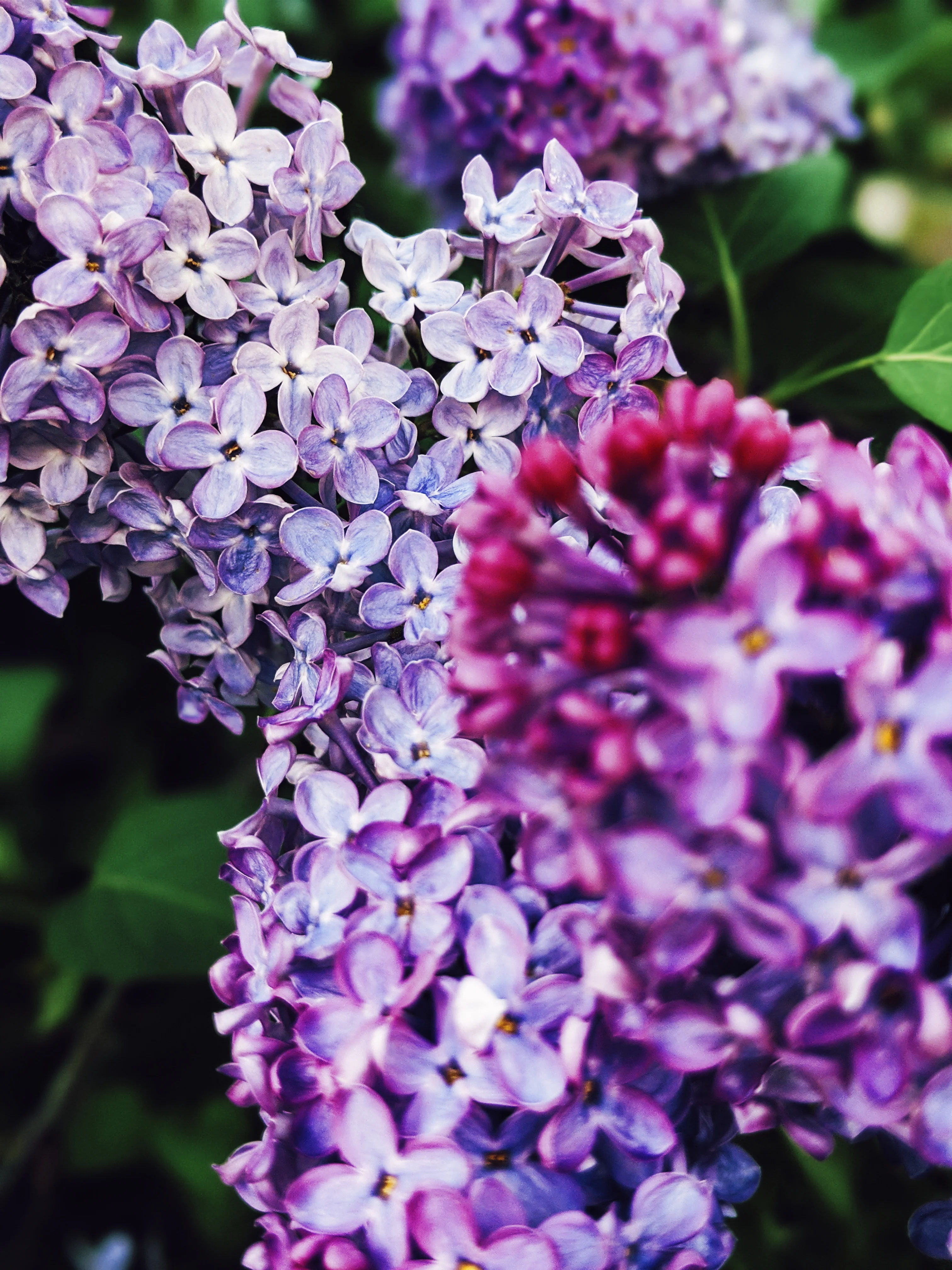 Allerleirauh. lilac enfleurage perfume with apricot, oakmoss, damask rose and white cedar. July 2023 - Image 31