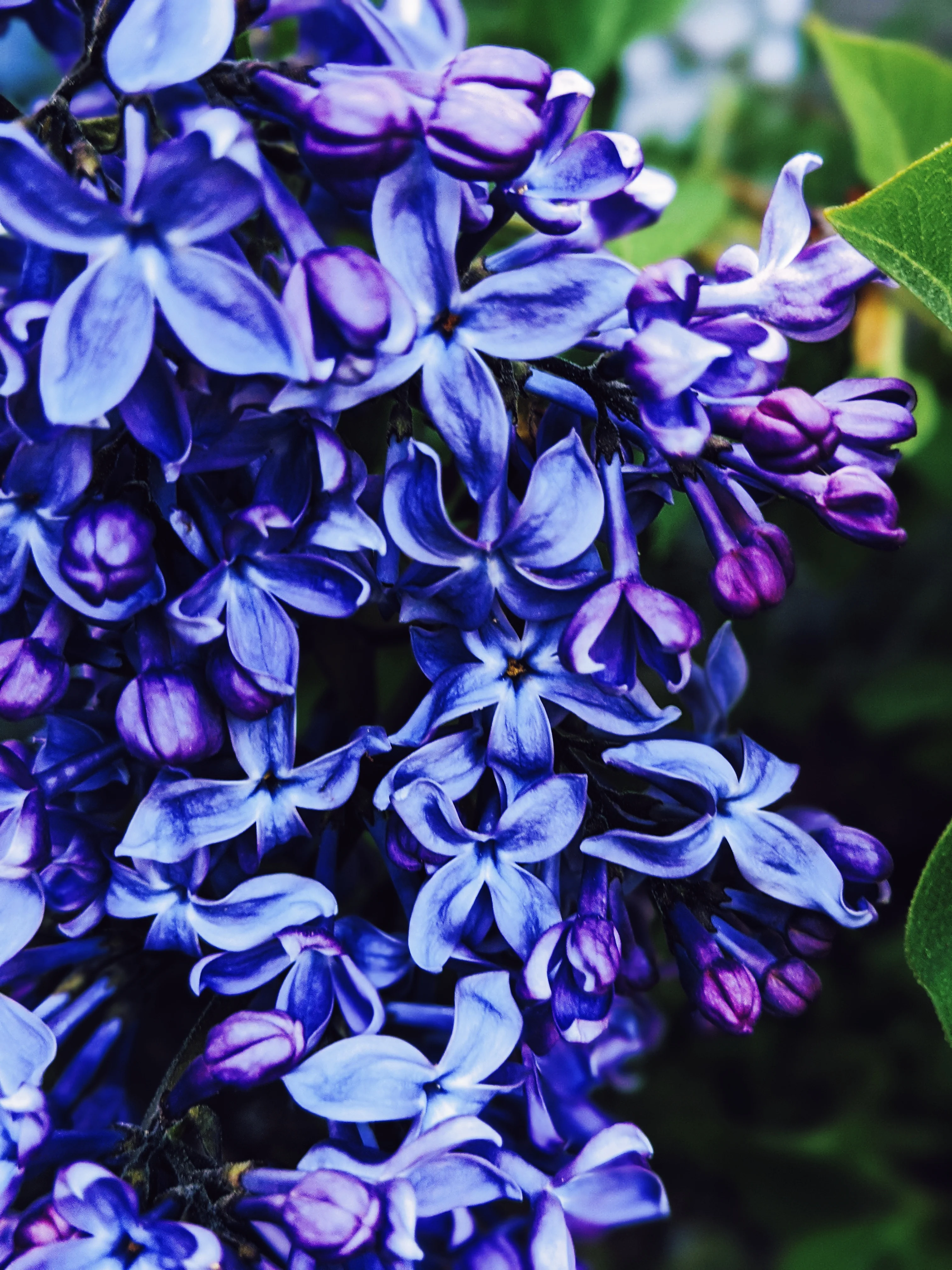 Allerleirauh. lilac enfleurage perfume with apricot, oakmoss, damask rose and white cedar. July 2023 - Image 36