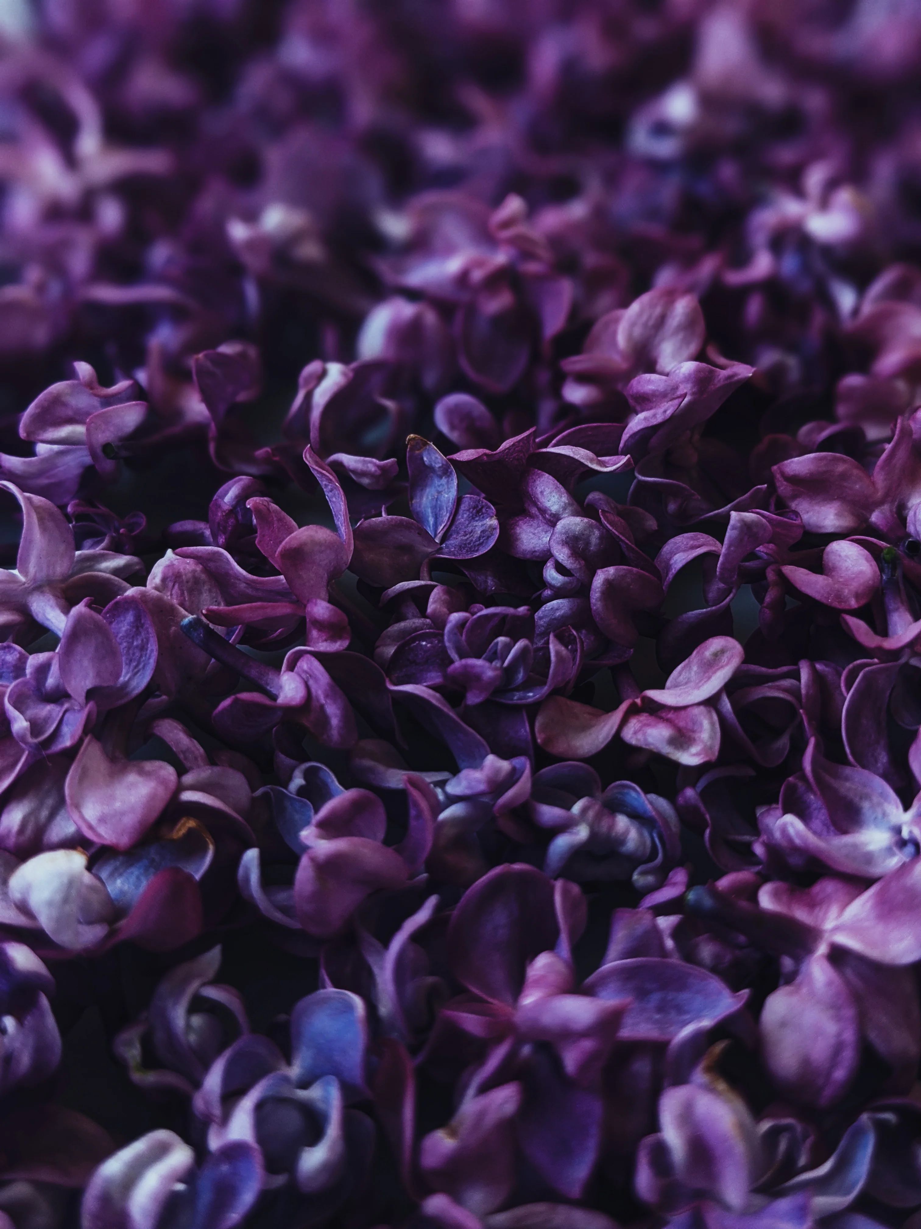 Allerleirauh. lilac enfleurage perfume with apricot, oakmoss, damask rose and white cedar. July 2023 - Image 38