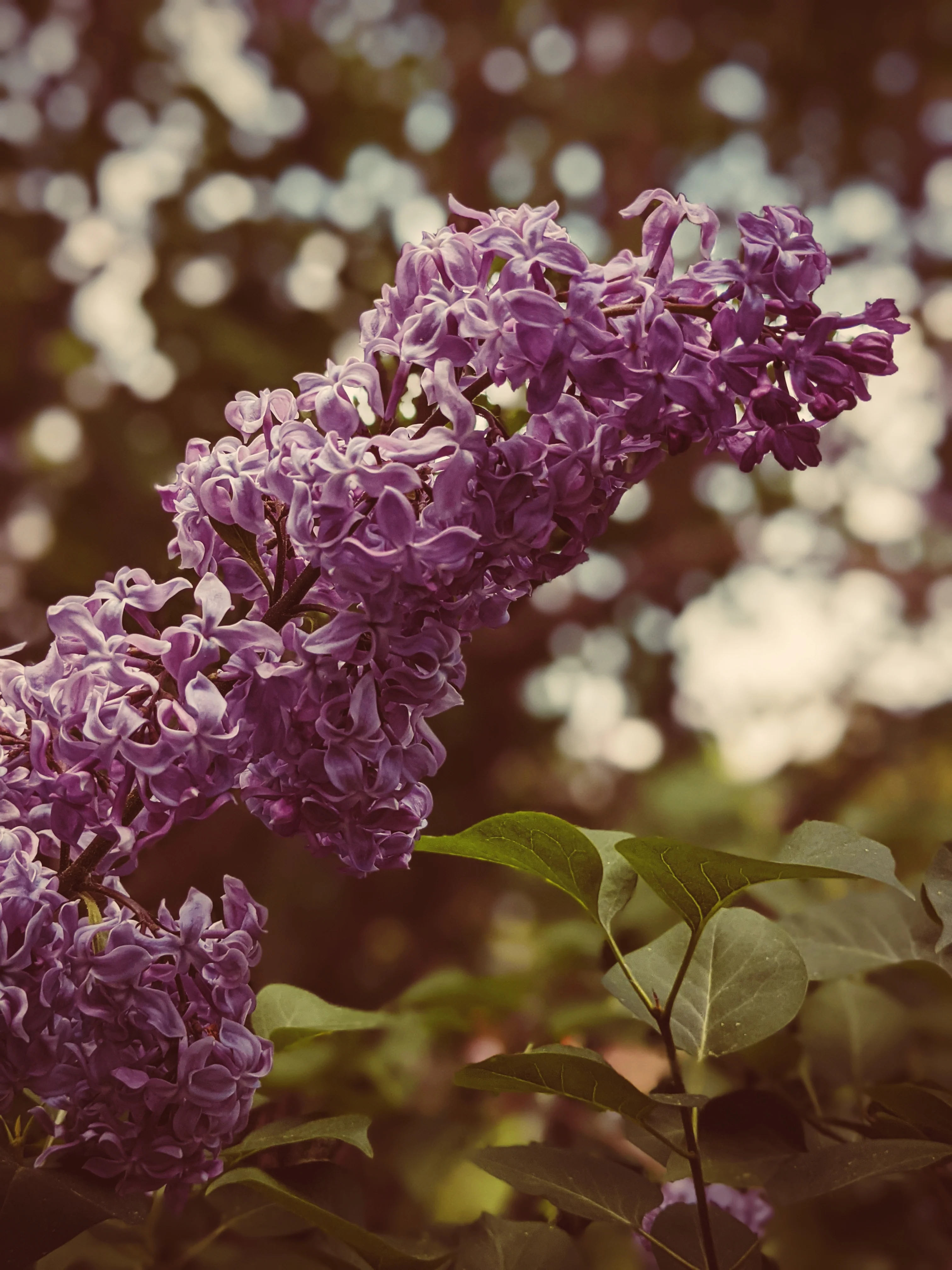 Allerleirauh. lilac enfleurage perfume with apricot, oakmoss, damask rose and white cedar. July 2023 - Image 4