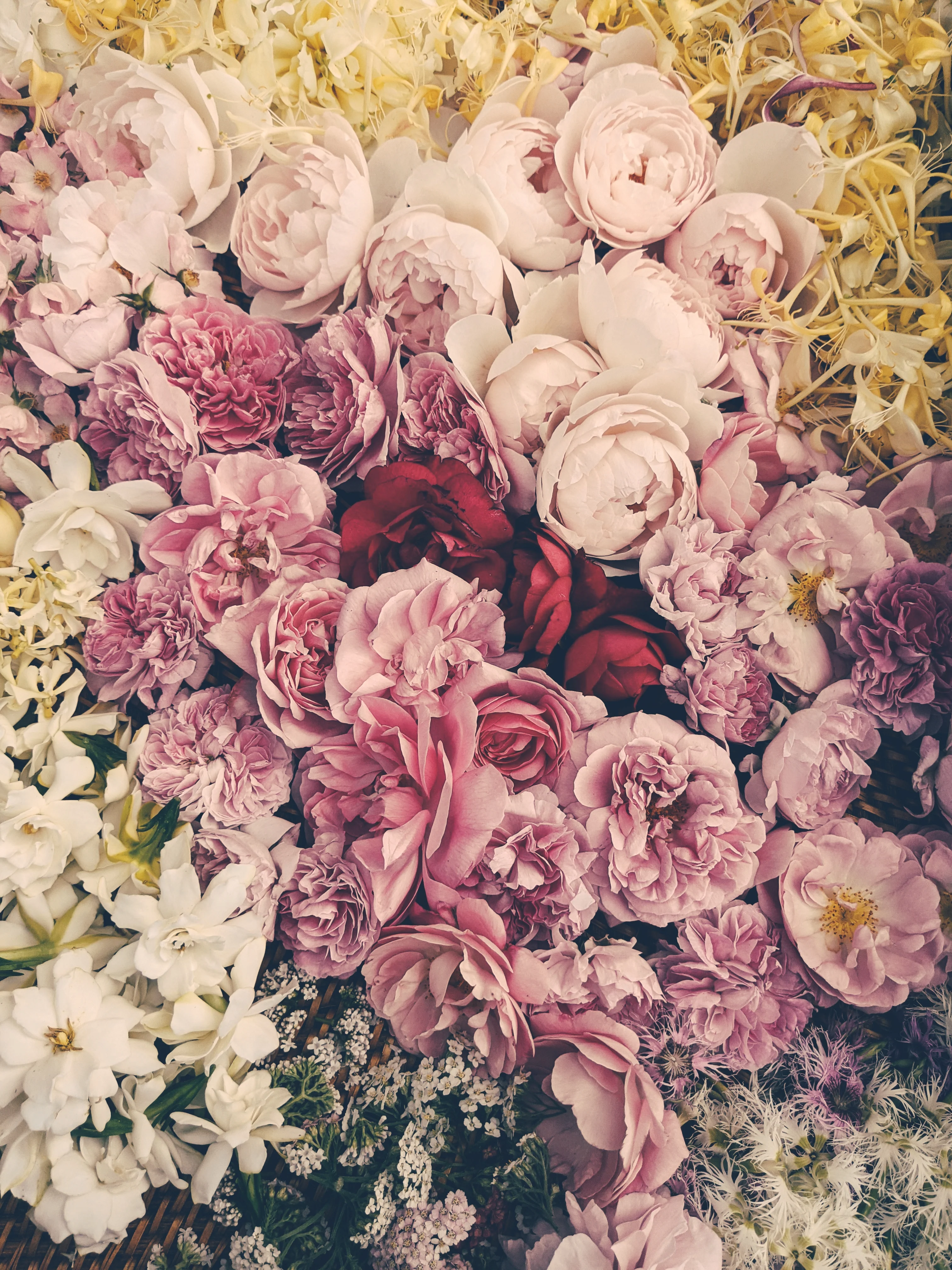 Allerleirauh. lilac enfleurage perfume with apricot, oakmoss, damask rose and white cedar. July 2023 - Image 6