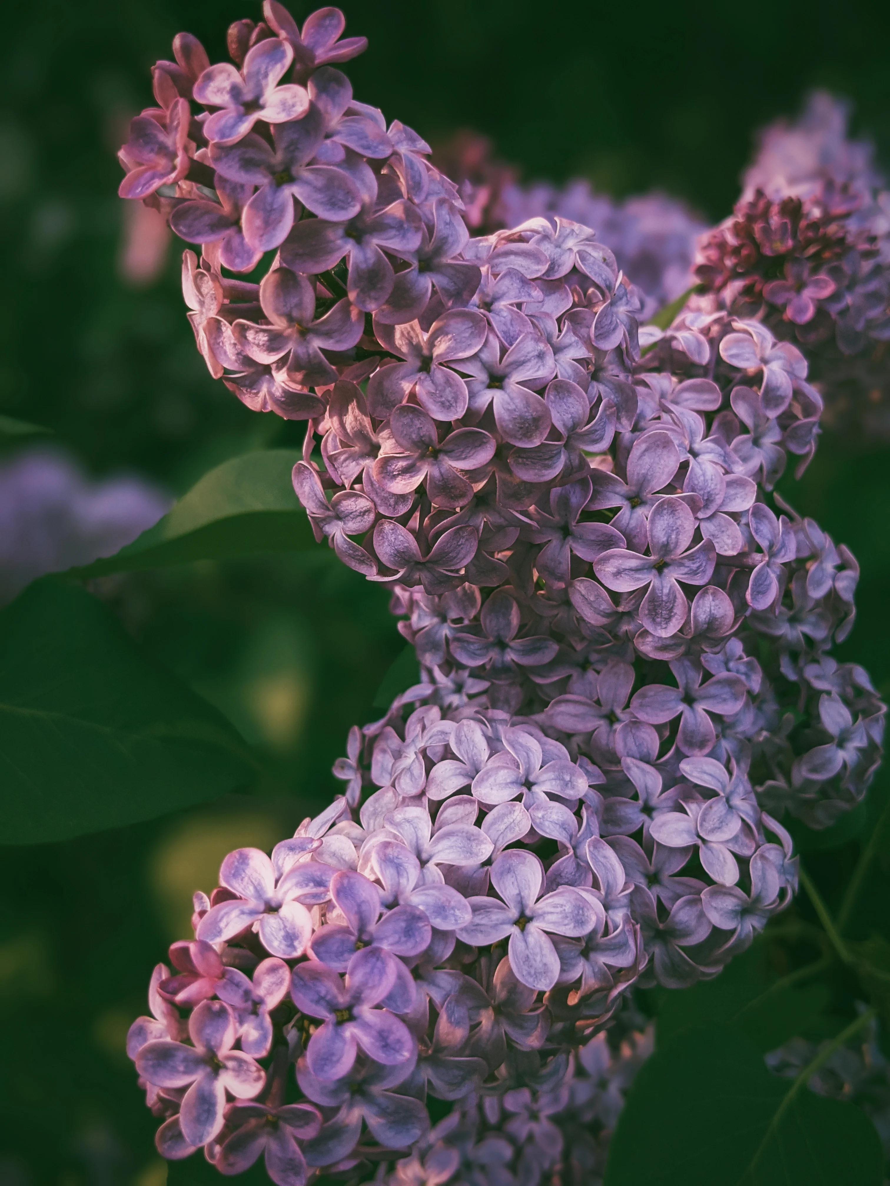 Allerleirauh. lilac enfleurage perfume with apricot, oakmoss, damask rose and white cedar. July 2023 - Image 7