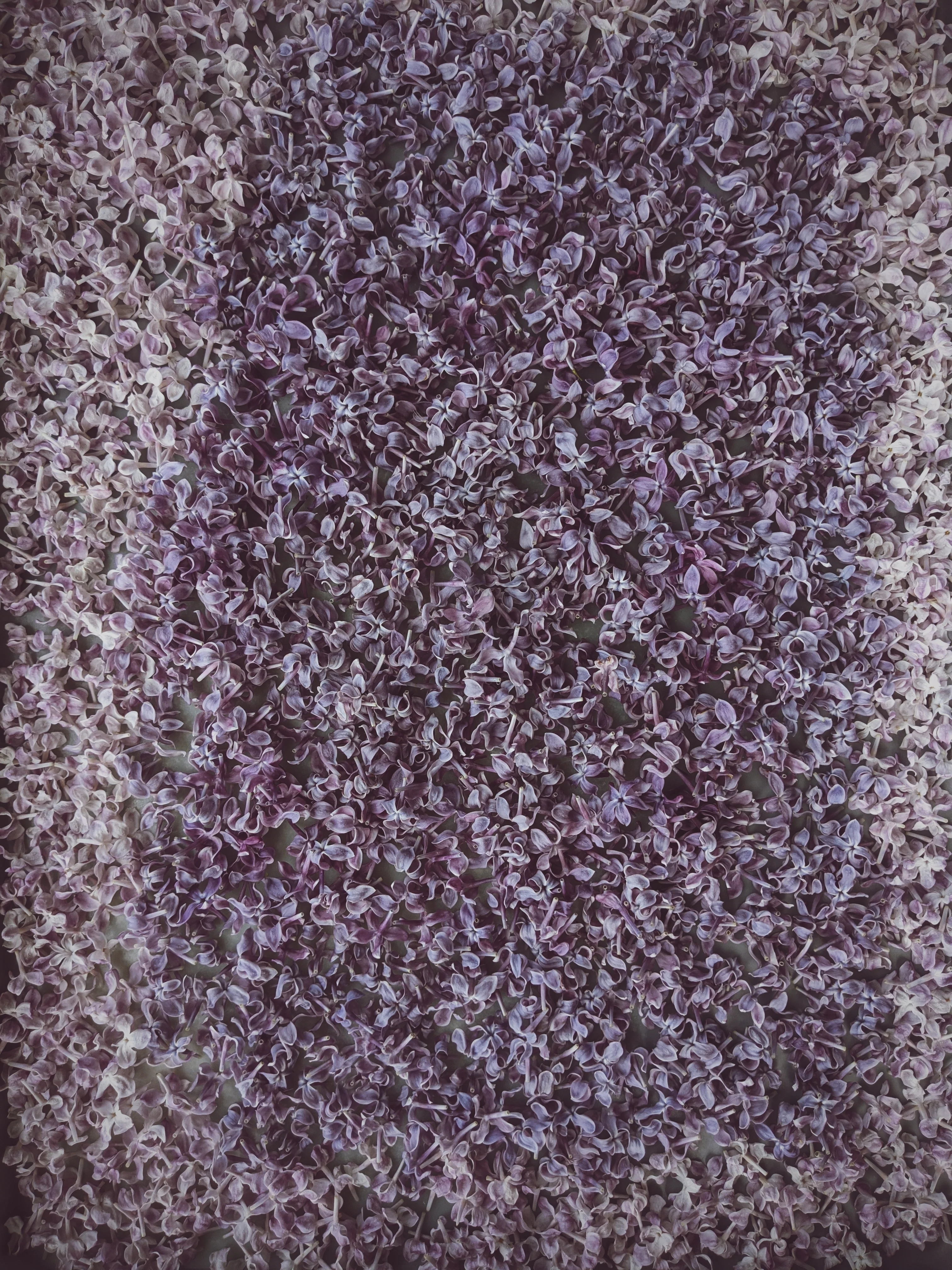 Allerleirauh. lilac enfleurage perfume with apricot, oakmoss, damask rose and white cedar. July 2023 - Image 8