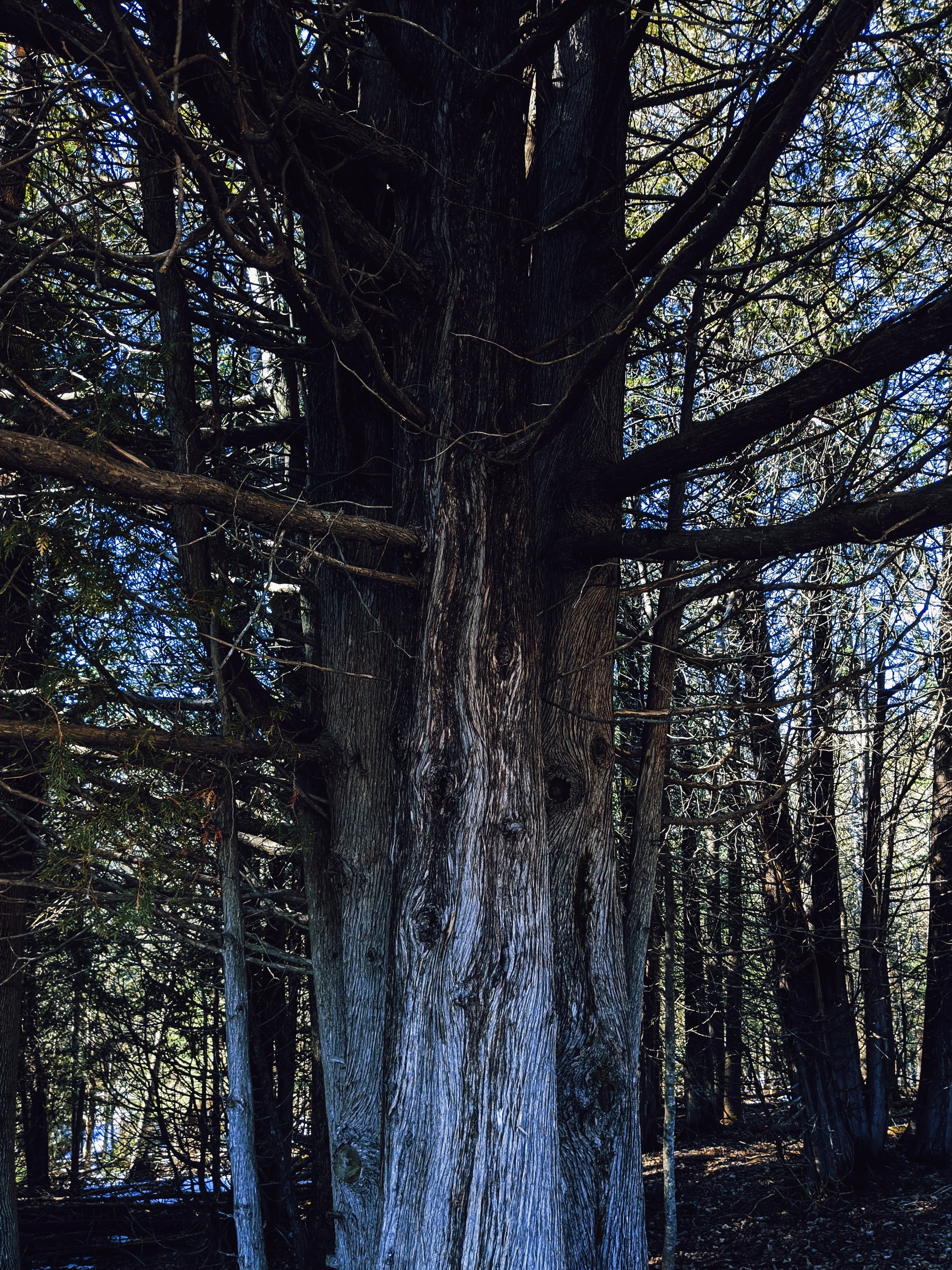 Arborvitae (Northern White Cedar) Absolute - Image 5