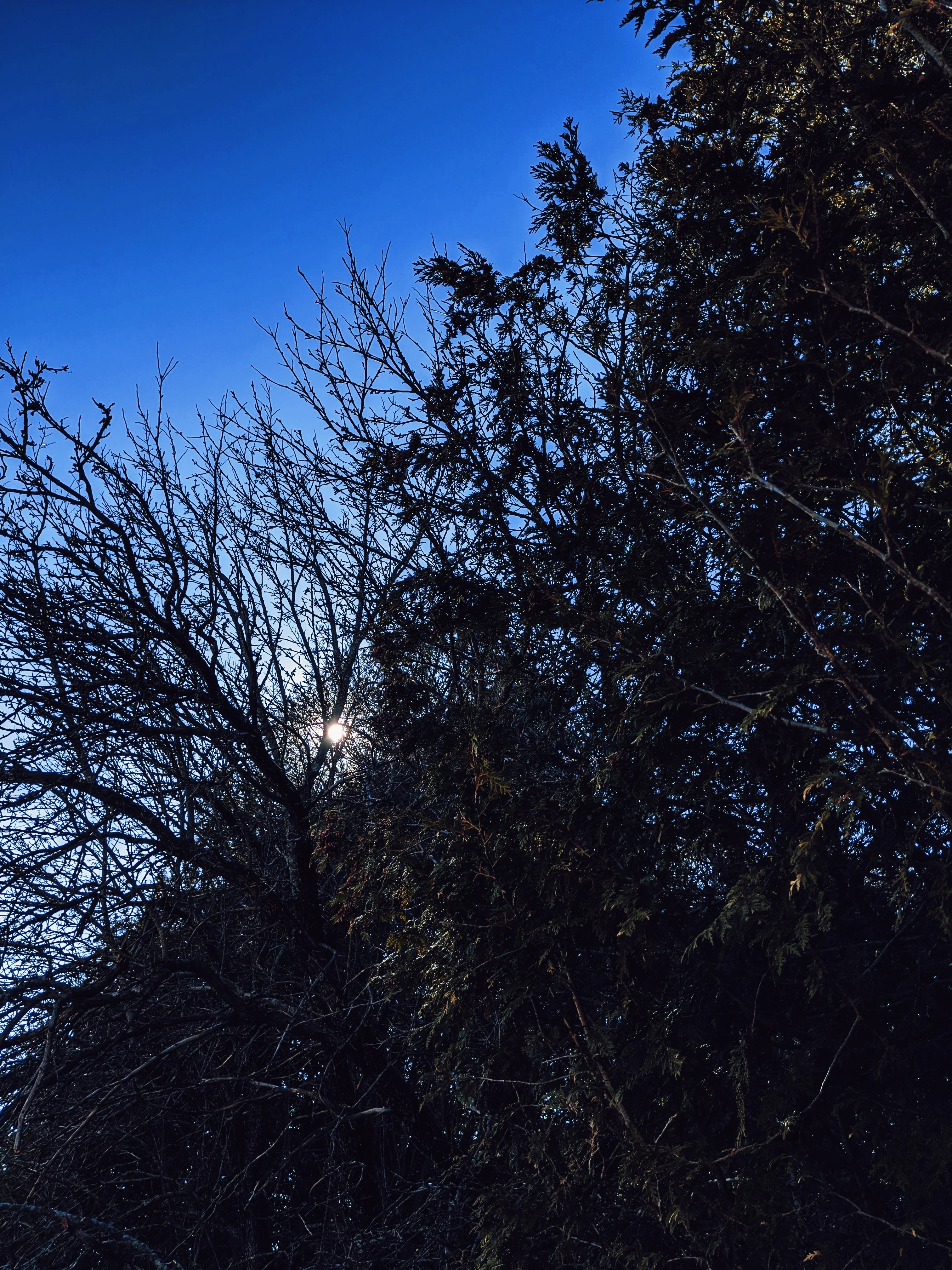 Arborvitae (Northern White Cedar) Absolute - Image 6