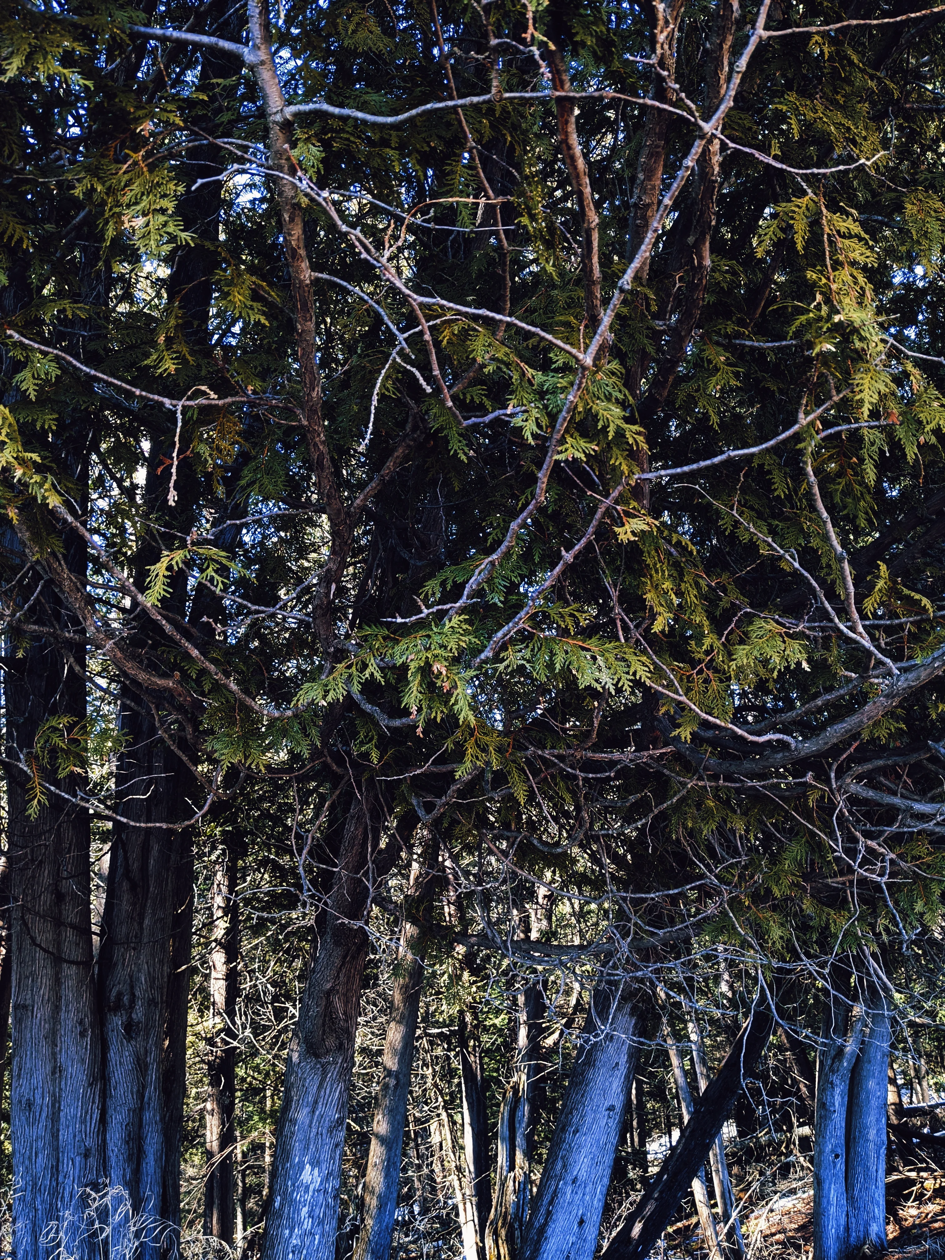 Arborvitae (Northern White Cedar) Absolute - Image 7