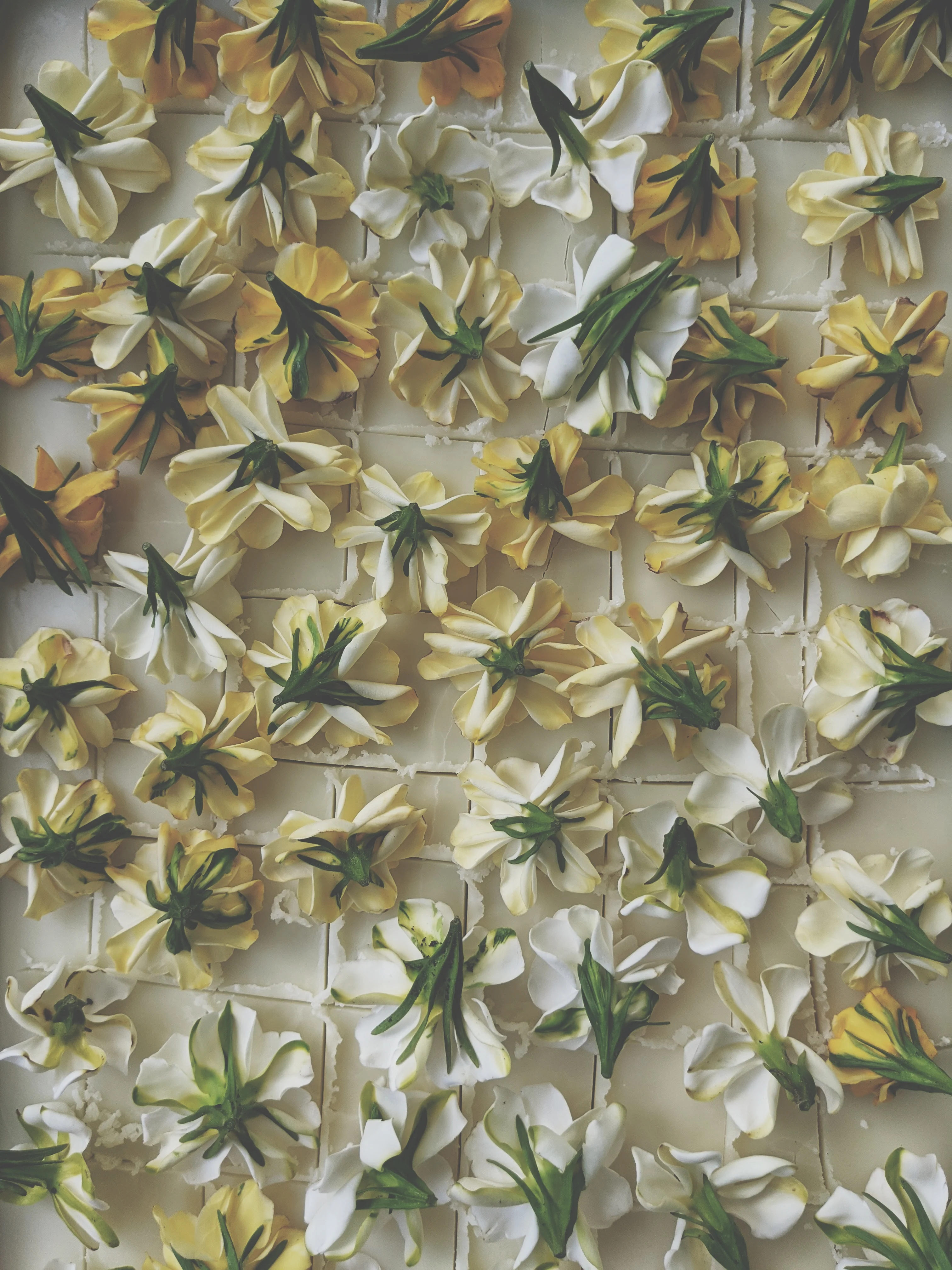 Gardenia and Australian Sandalwood Enfleurage - Image 3