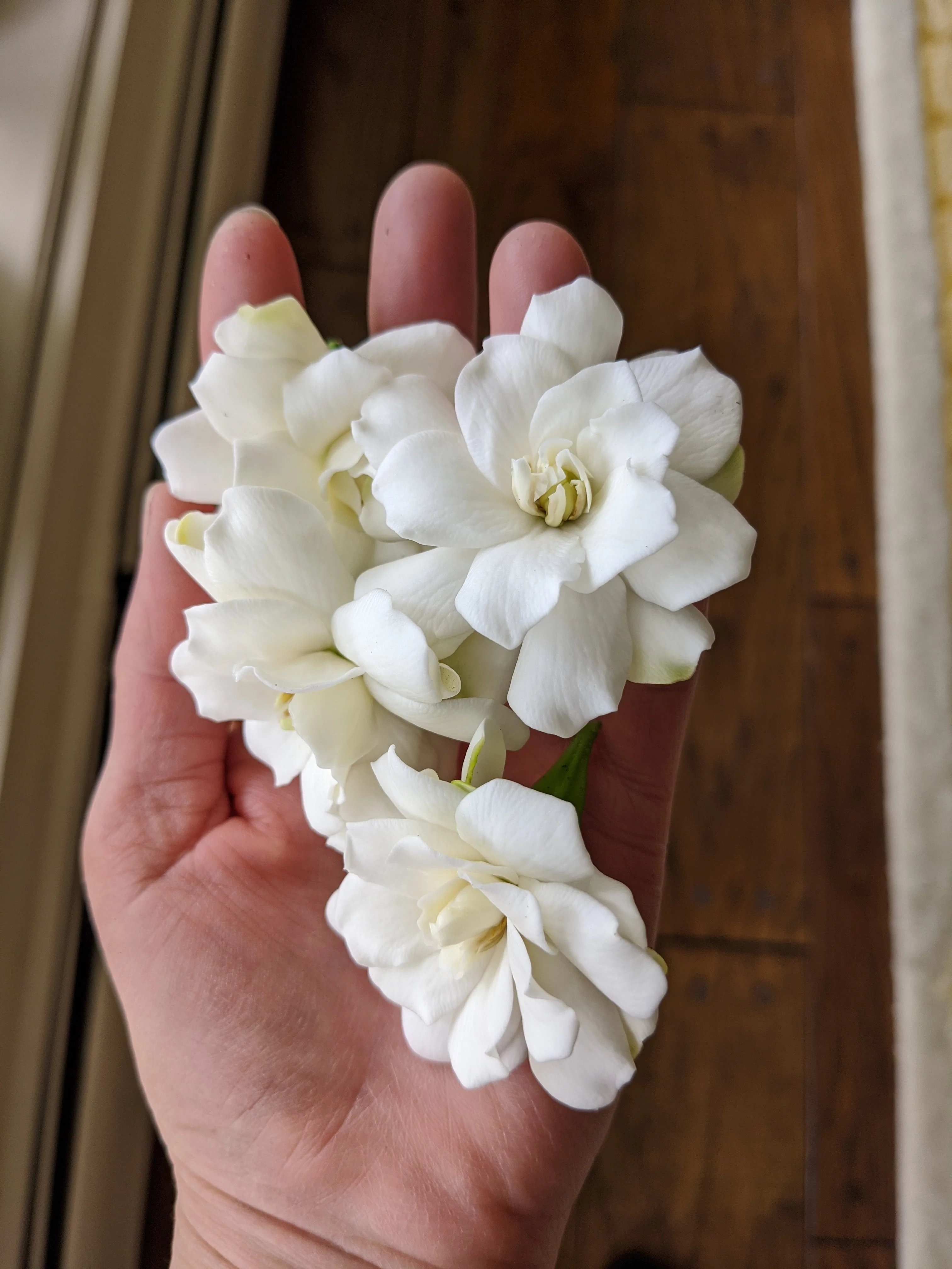 Gardenia and Australian Sandalwood Enfleurage - Image 5