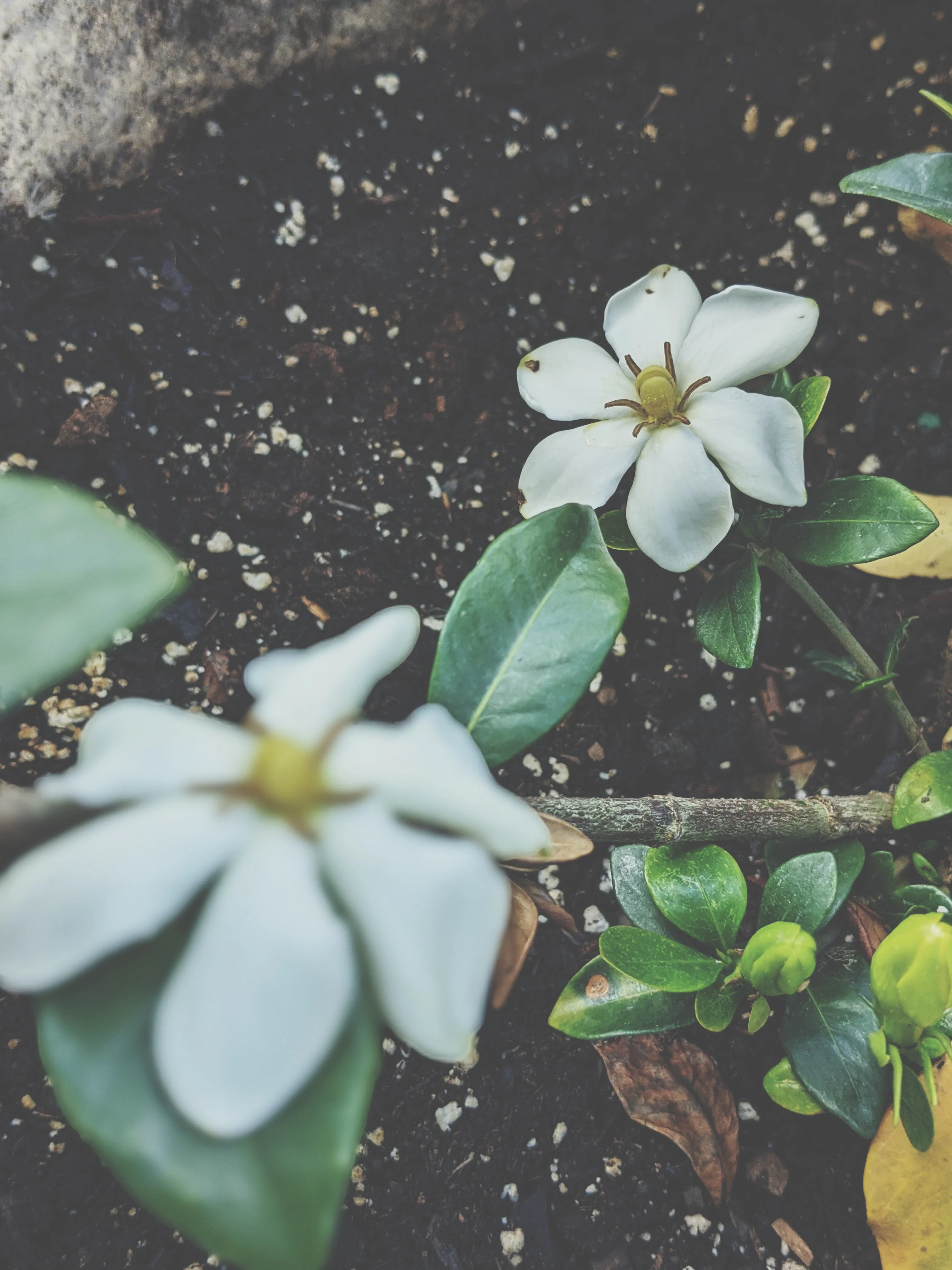 Gardenia and Australian Sandalwood Enfleurage - Image 6