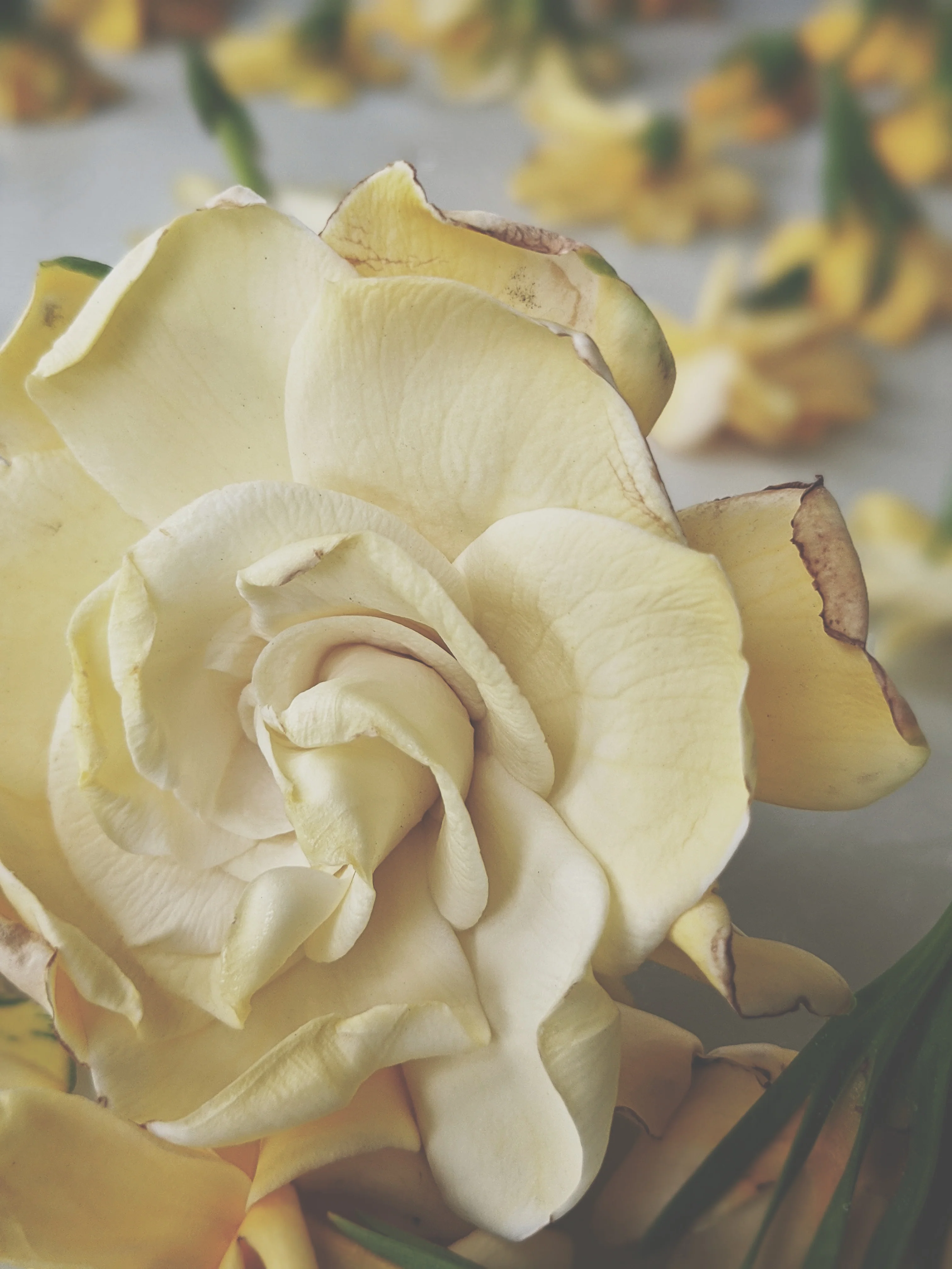 Gardenia and Australian Sandalwood Enfleurage - Image 7