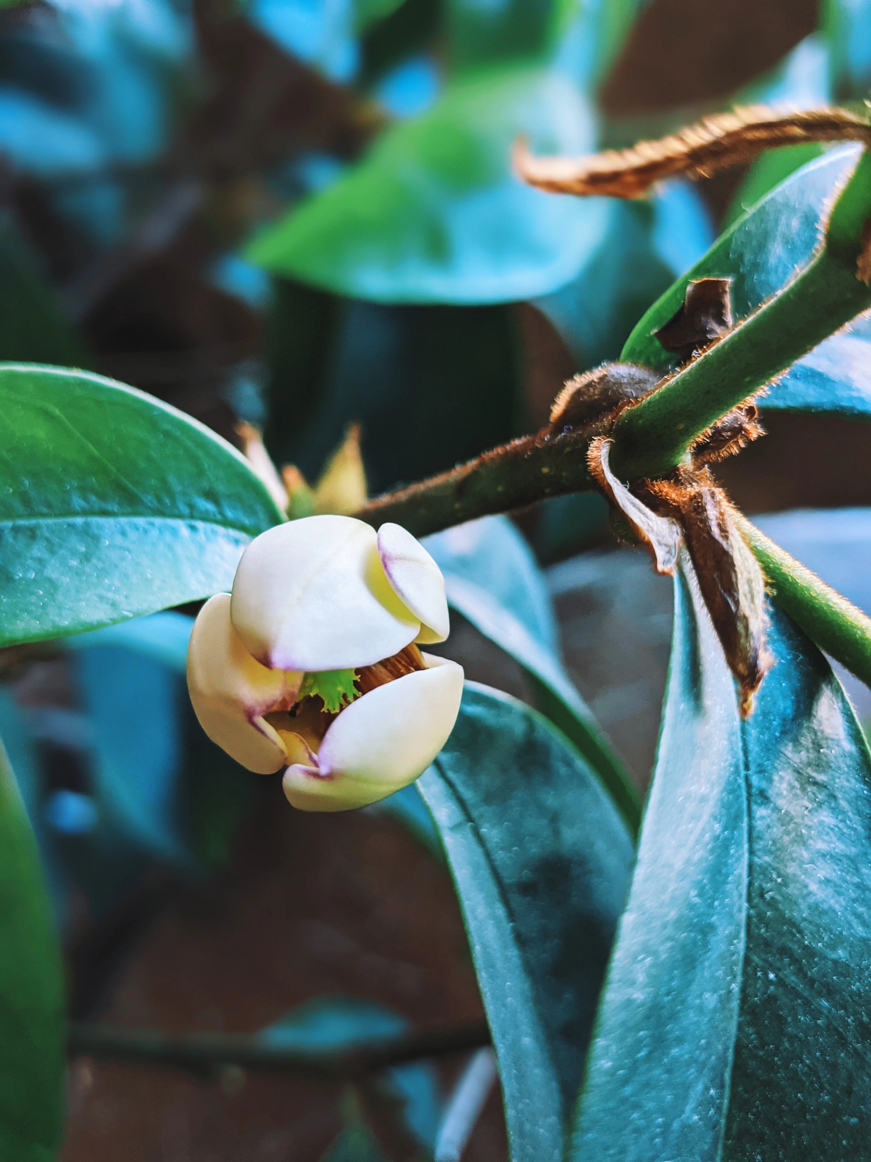 Banana Magnolia Enfleurage. - Image 3