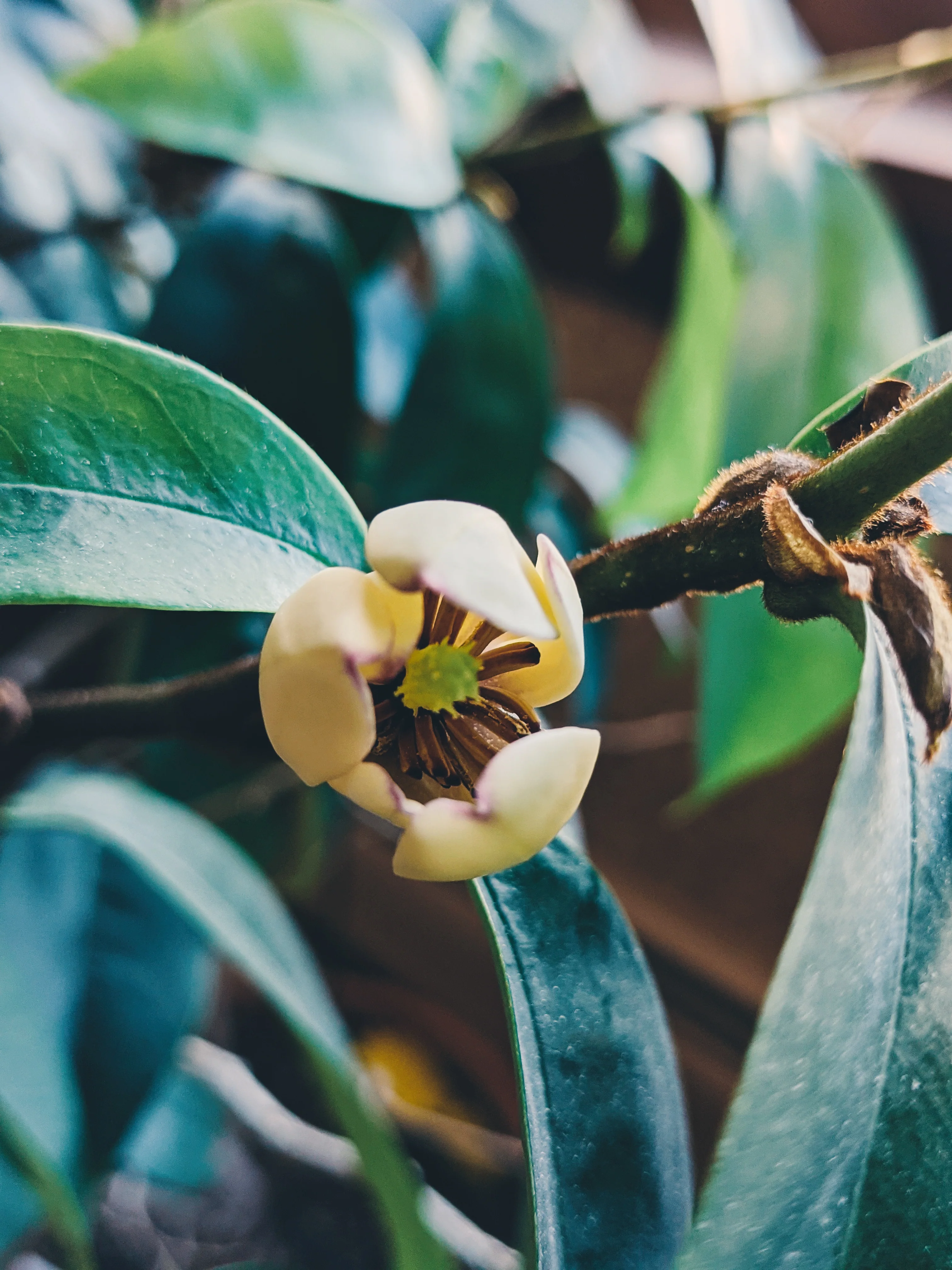 Banana Magnolia Enfleurage. - Image 5