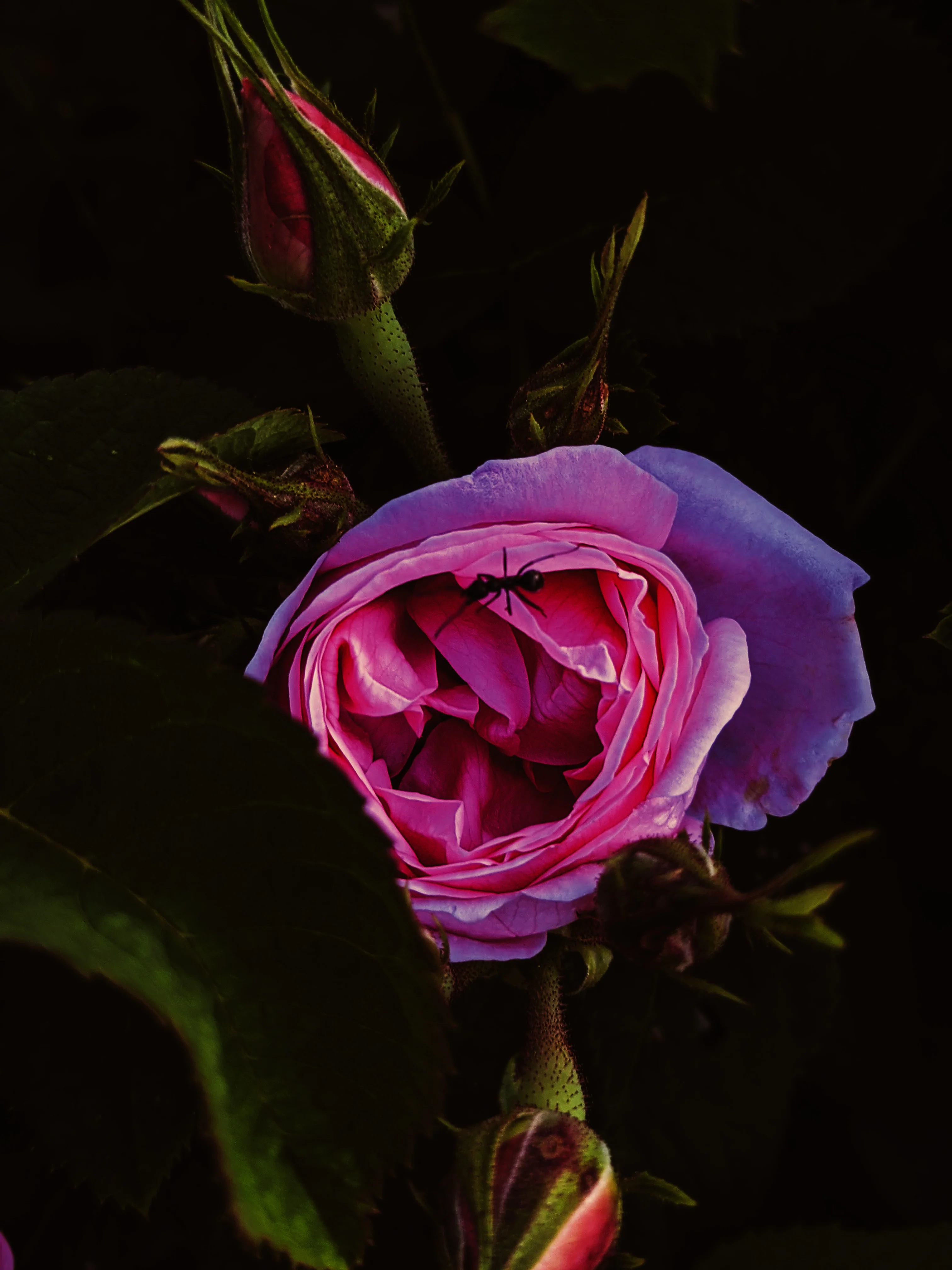 Black Cat. natural forest perfume. smoke, wild clove, lavender, frangipani, herbs, moss. February 2024 - Image 4