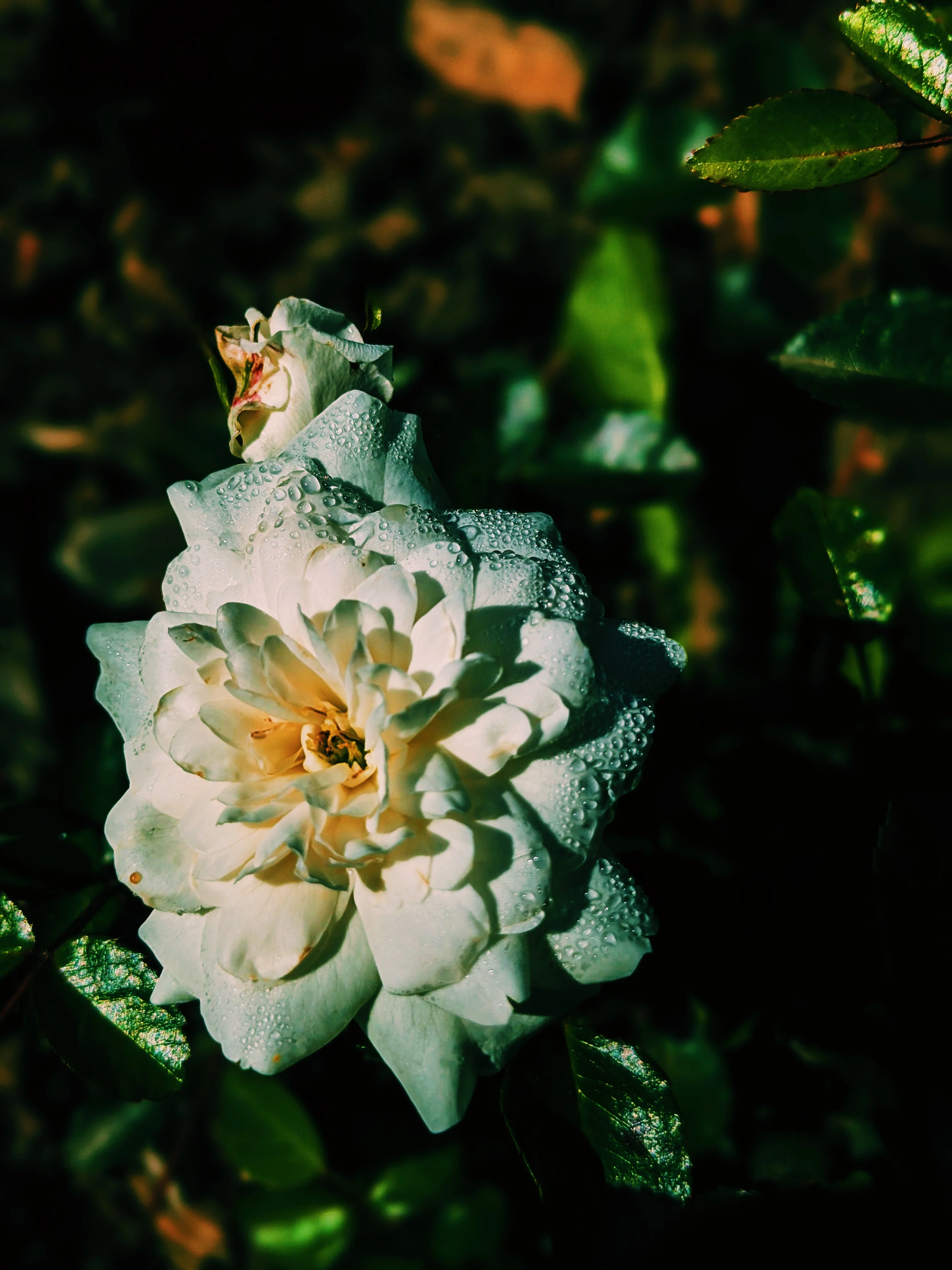 Black Cat. natural forest perfume. smoke, wild clove, lavender, frangipani, herbs, moss. February 2024 - Image 8