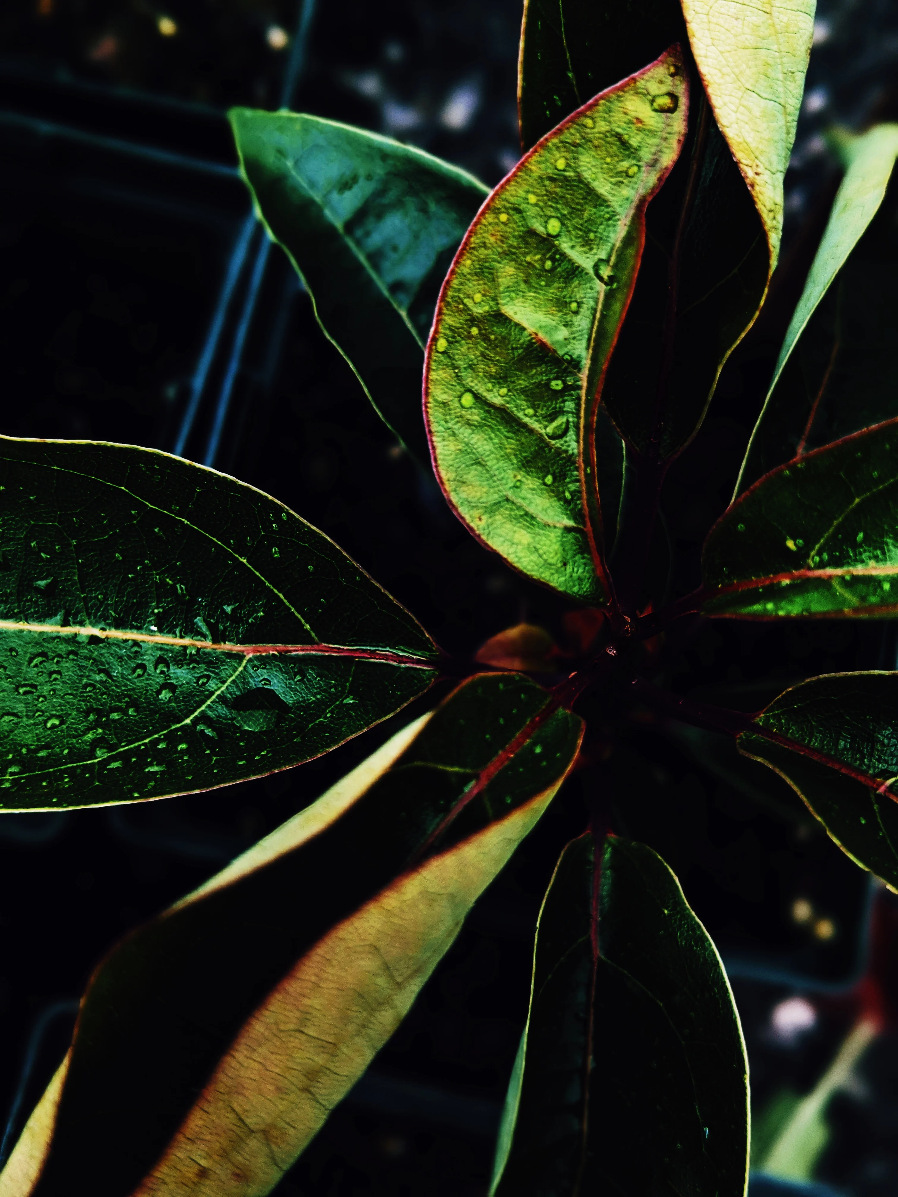 Black Fox. natural perfume. black amber fougère with brisk camphor fur. May 2023 - Image 6