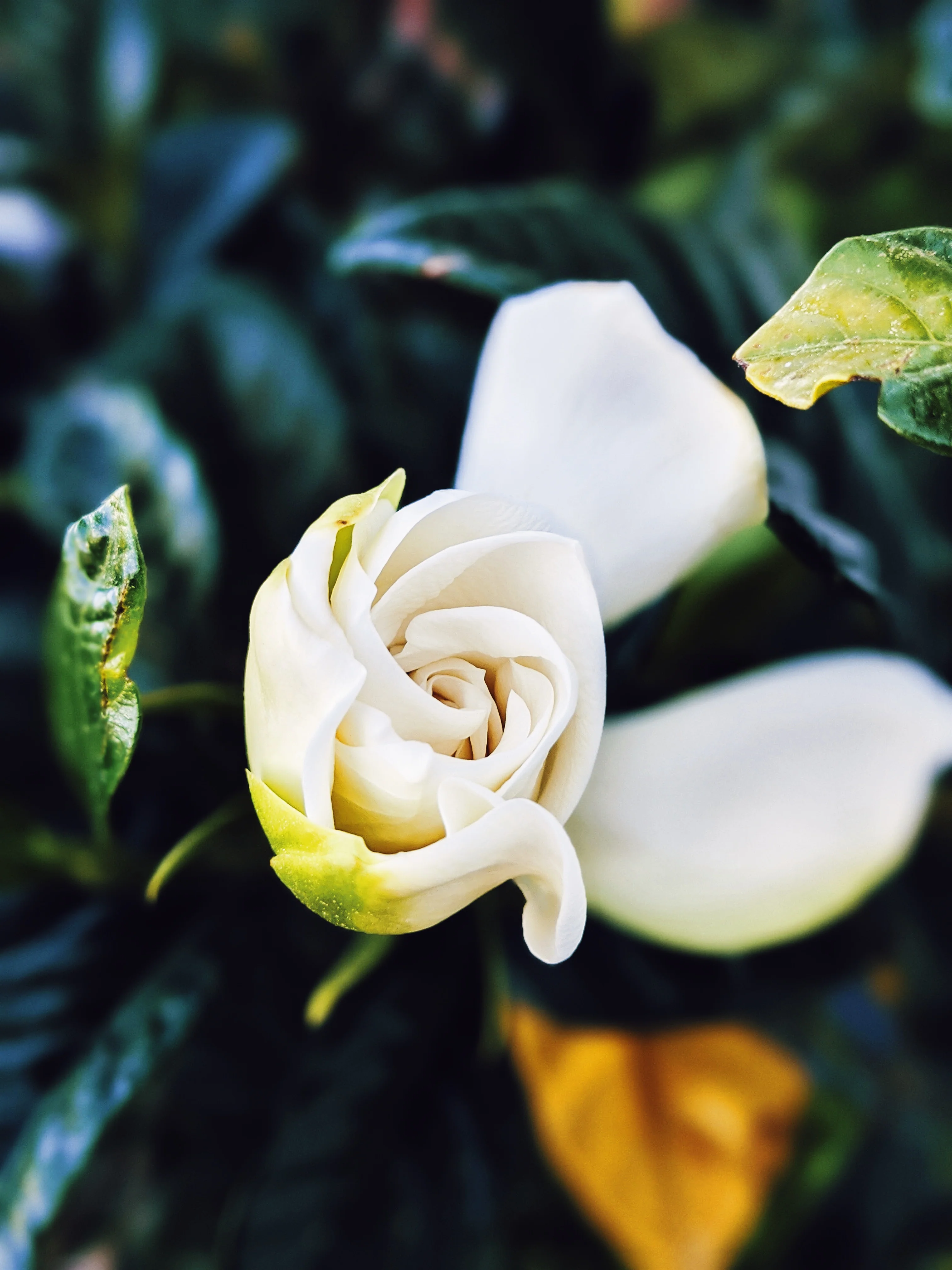 Black Sticky Rice. natural perfume. sweet-salty tropical scent. September 2019 - Image 10