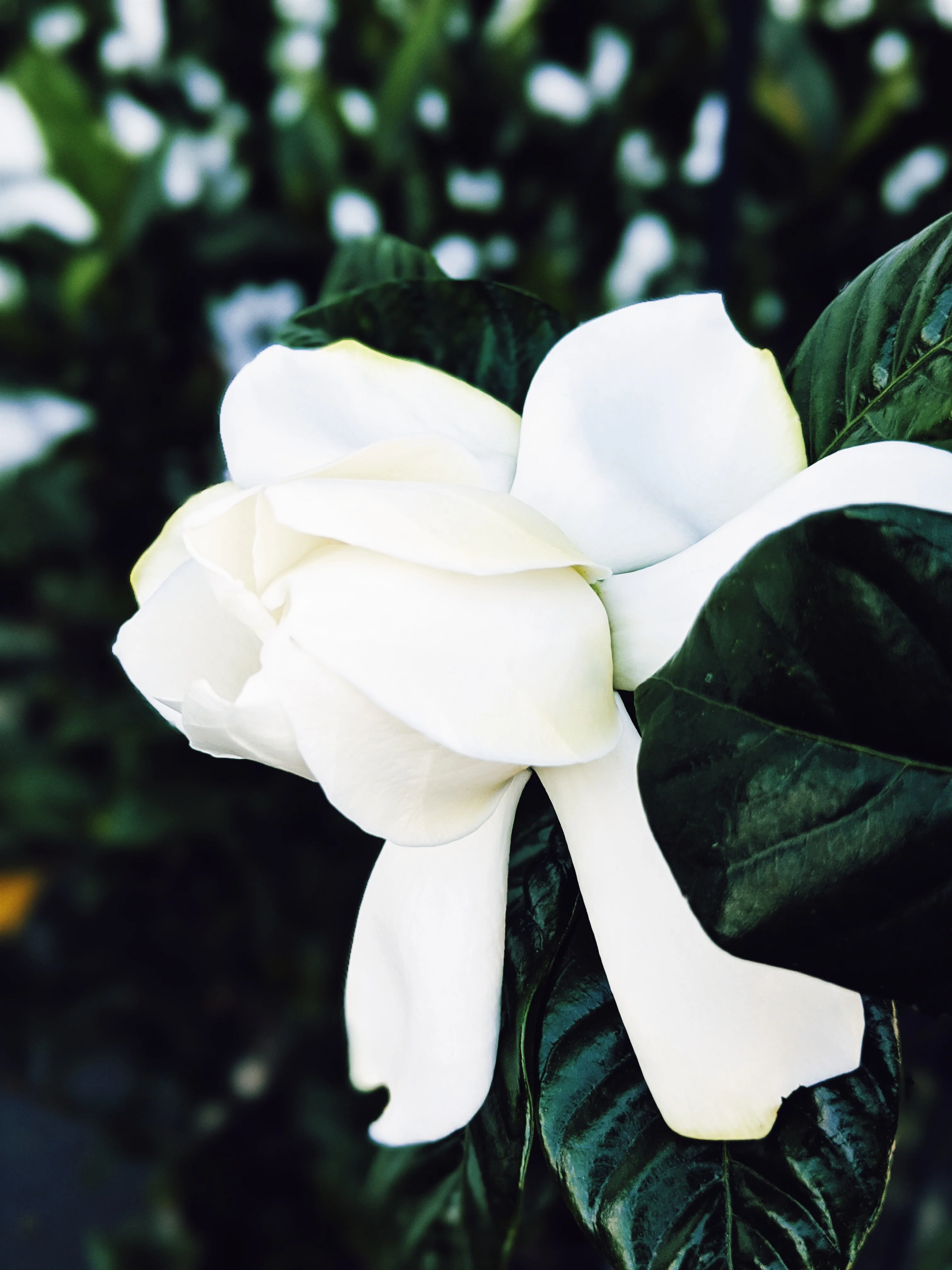 Black Sticky Rice. natural perfume. sweet-salty tropical scent. September 2019 - Image 11