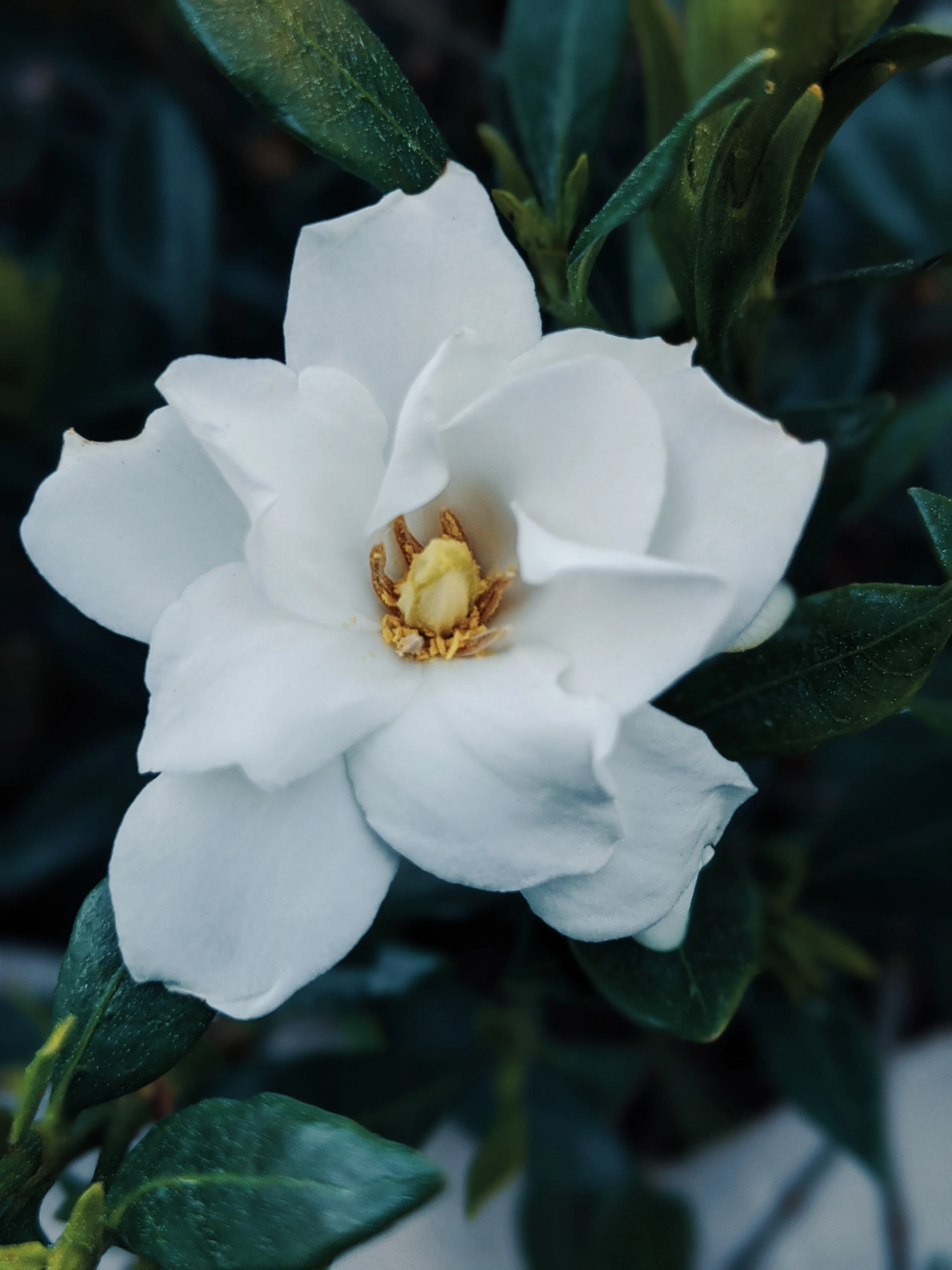 Black Sticky Rice. natural perfume. sweet-salty tropical scent. September 2019 - Image 12