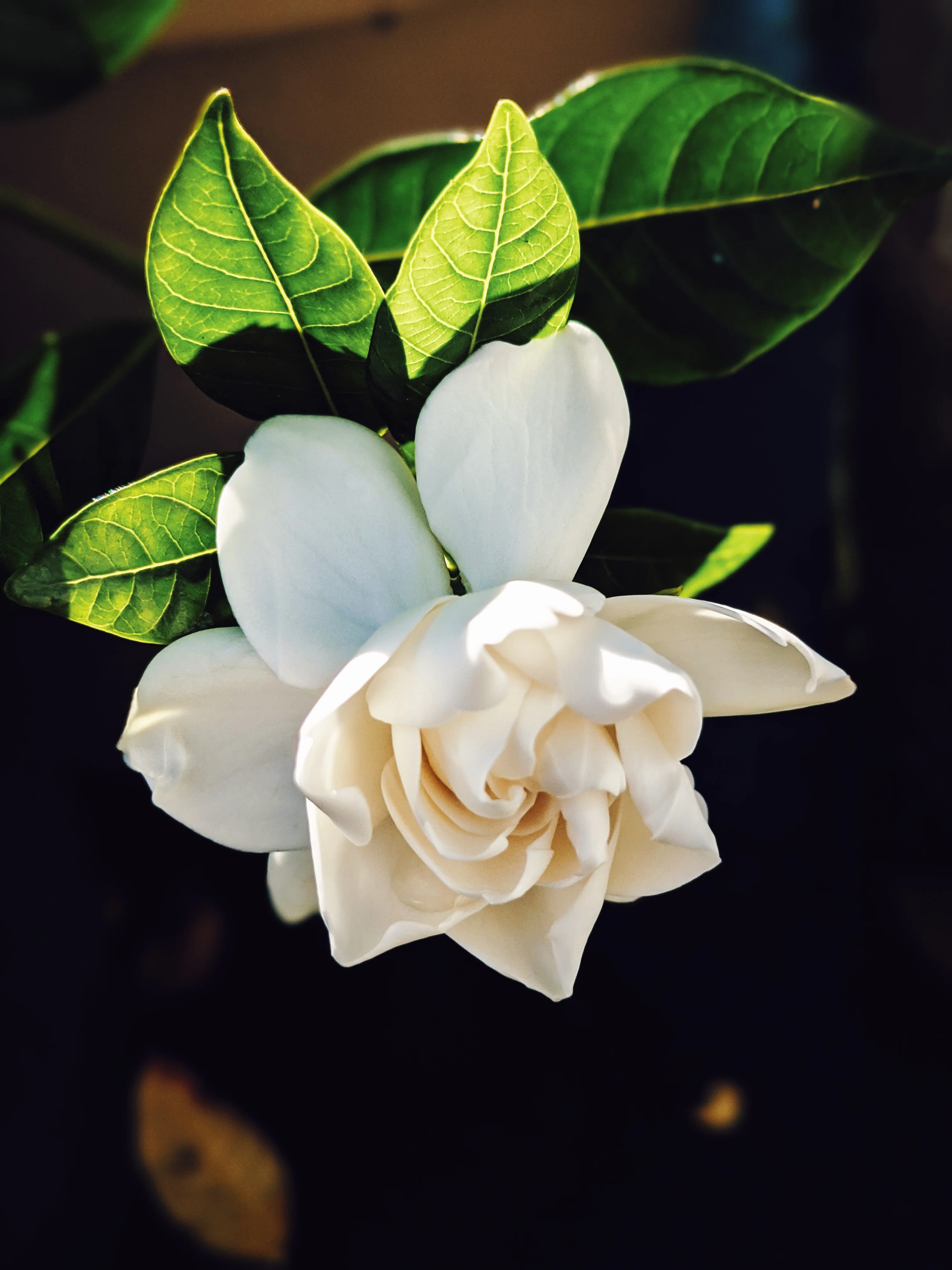 Black Sticky Rice. natural perfume. sweet-salty tropical scent. September 2019 - Image 7