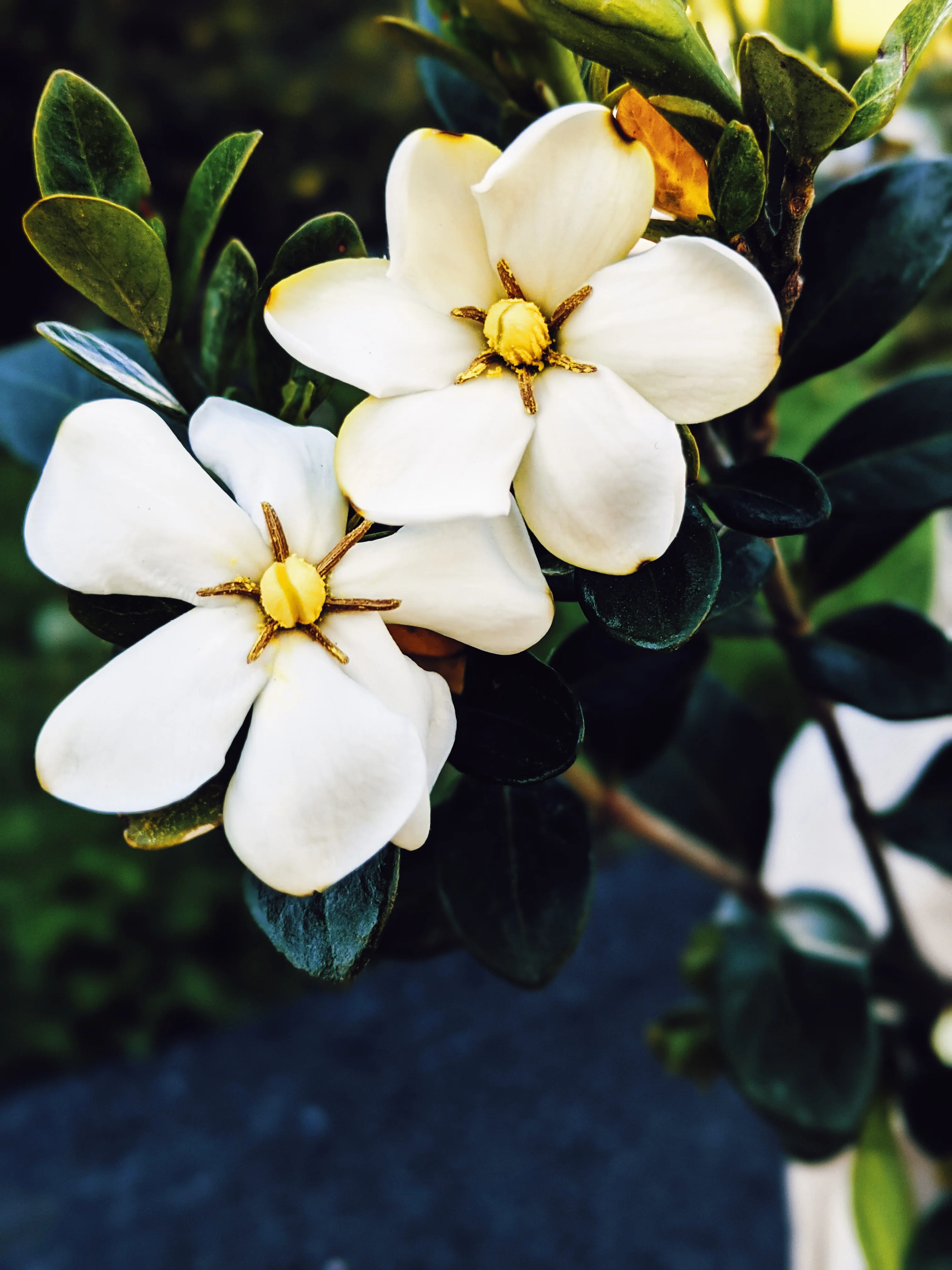 Black Sticky Rice. natural perfume. sweet-salty tropical scent. September 2019 - Image 9