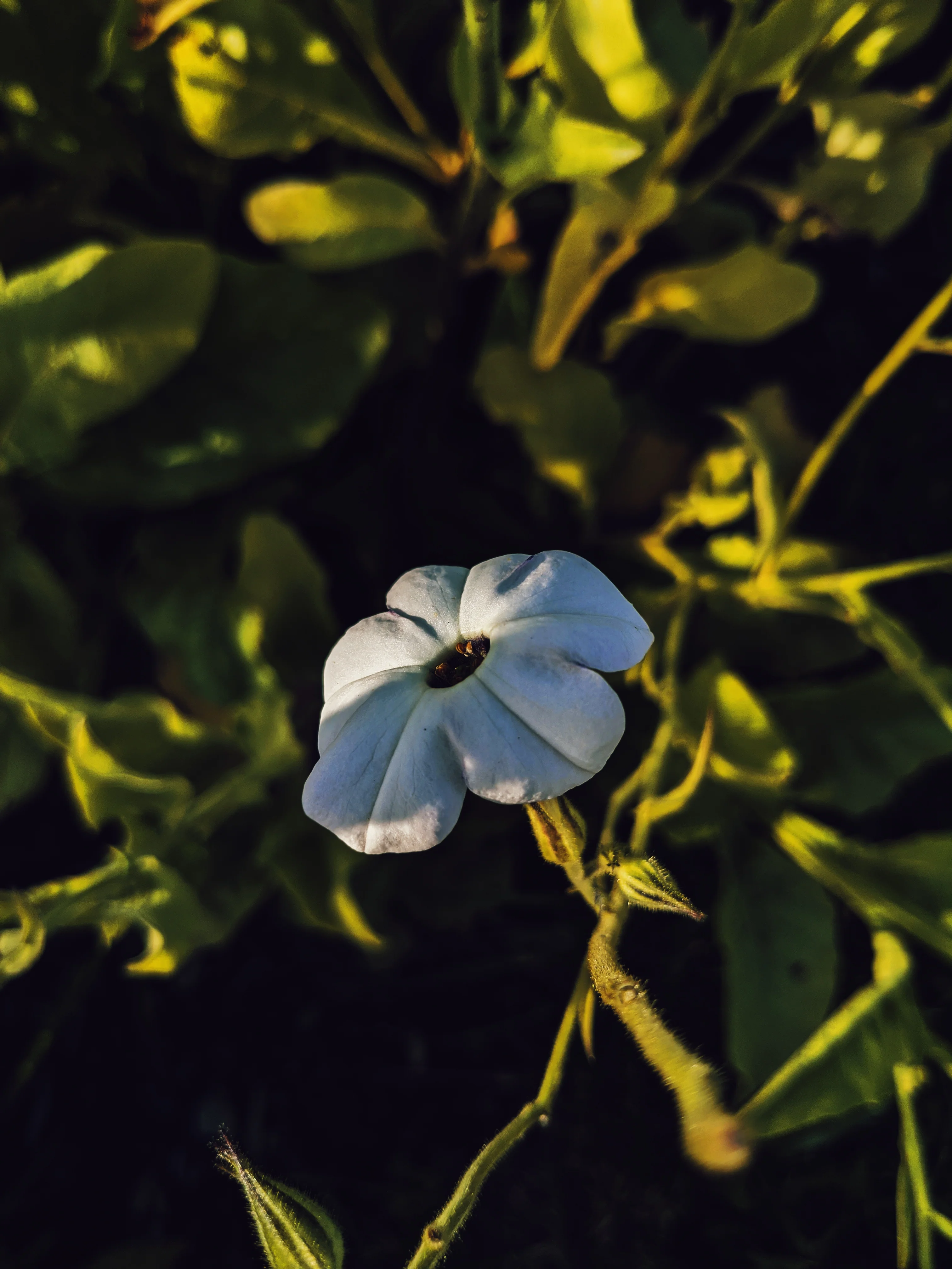 Blonde. natural perfume. suave lime-tabac. jasmine, frankincense, ambrette, sweet myrrh. August 2023 - Image 3