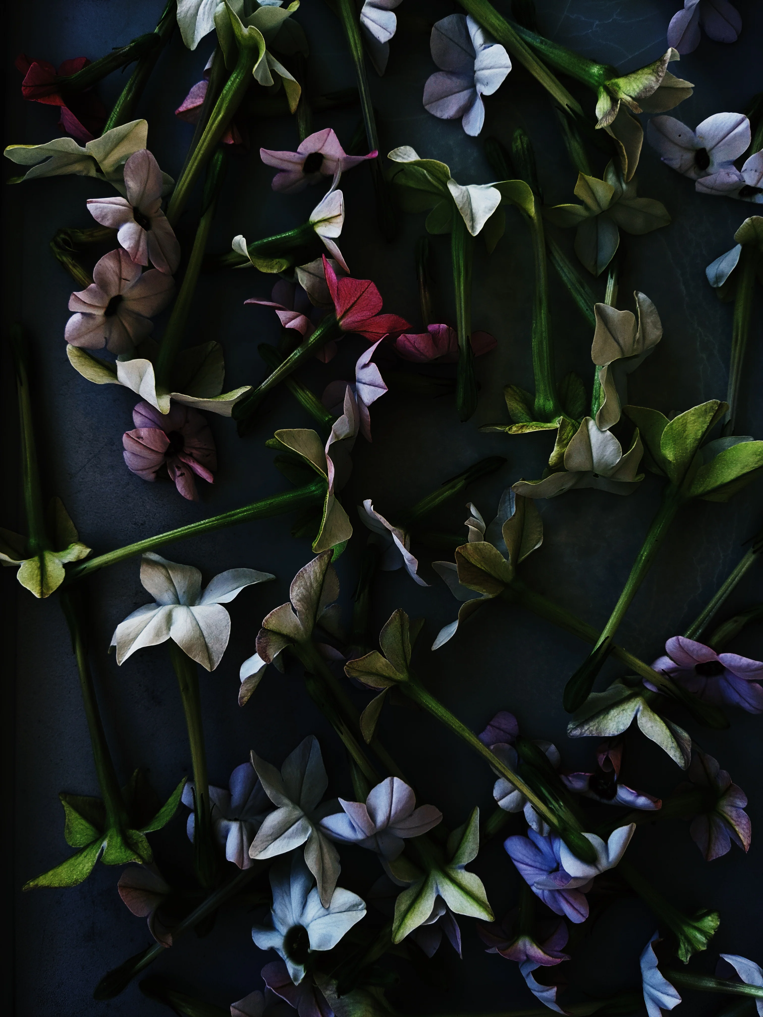 Blonde. natural perfume. suave lime-tabac. jasmine, frankincense, ambrette, sweet myrrh. August 2023 - Image 6