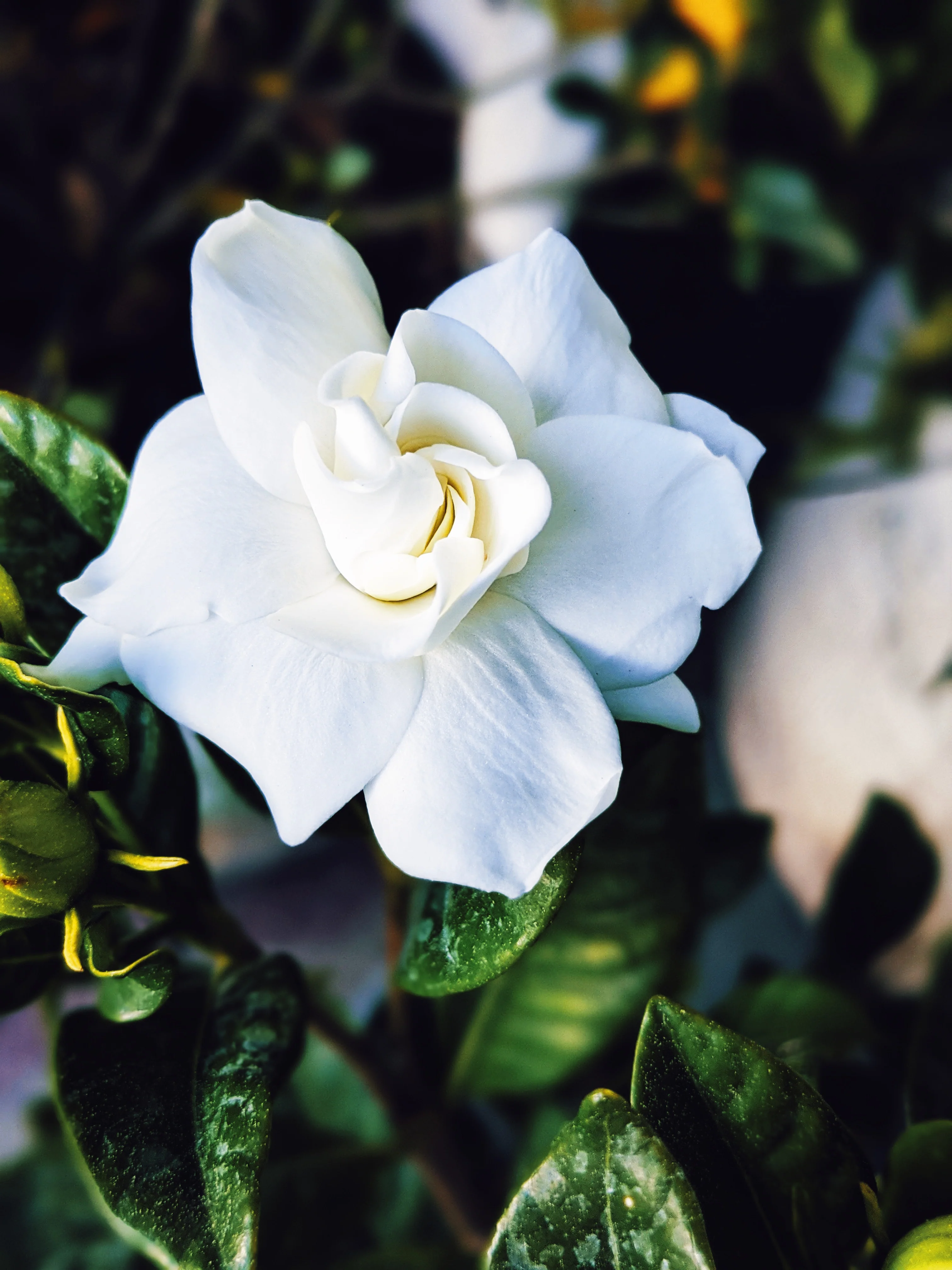 Gardenia and Bushman Candle Enfleurage. - Image 10